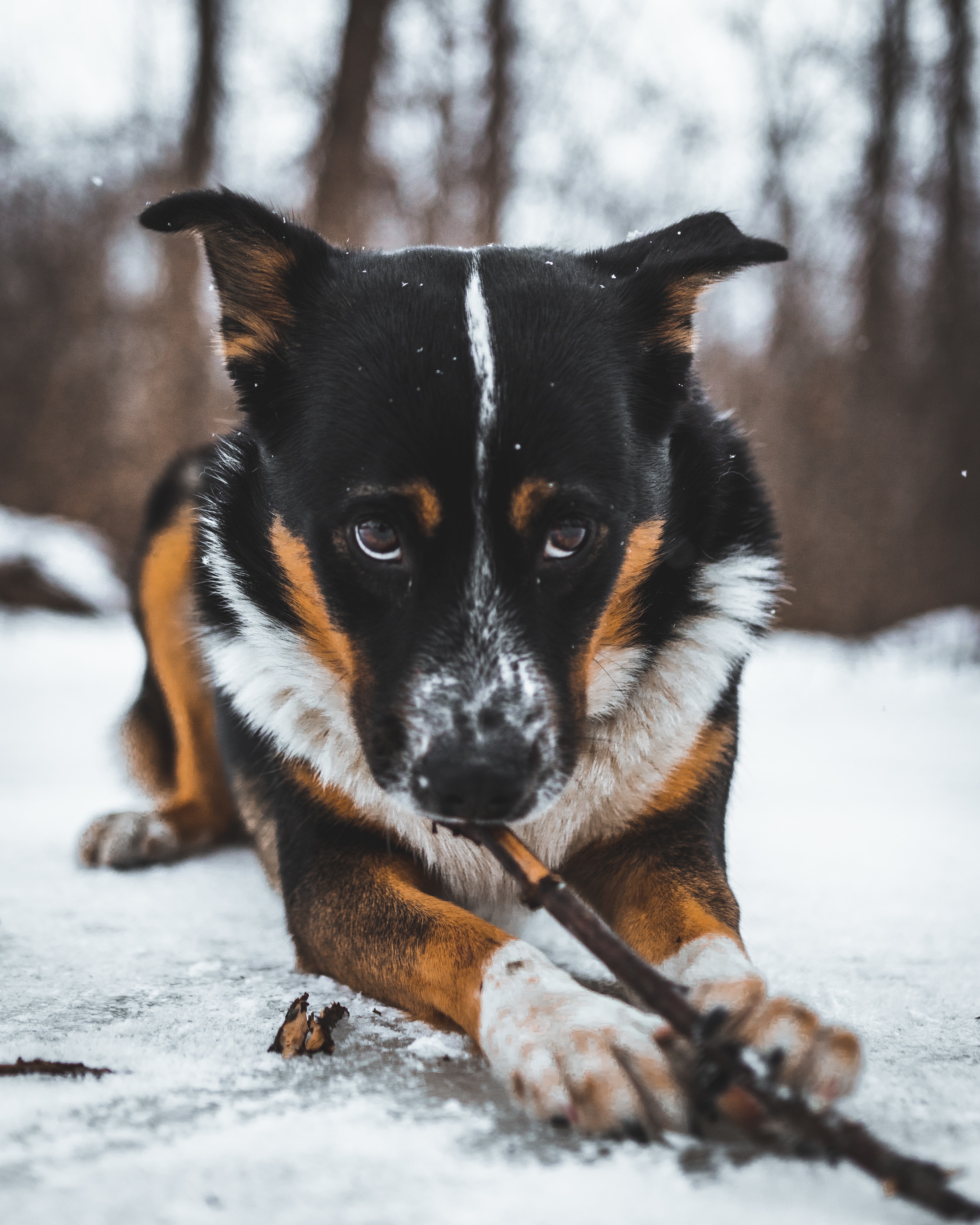 Laden Sie das Haustier, Meinung, Schnee, Sicht, Tiere, Hund-Bild kostenlos auf Ihren PC-Desktop herunter