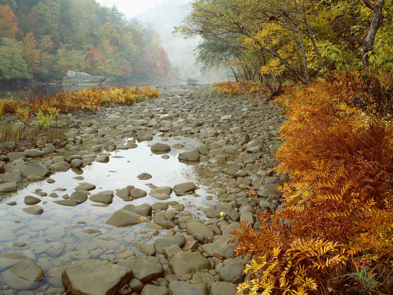 102628 descargar imagen otoño, naturaleza, stones, helecho, bosque: fondos de pantalla y protectores de pantalla gratis