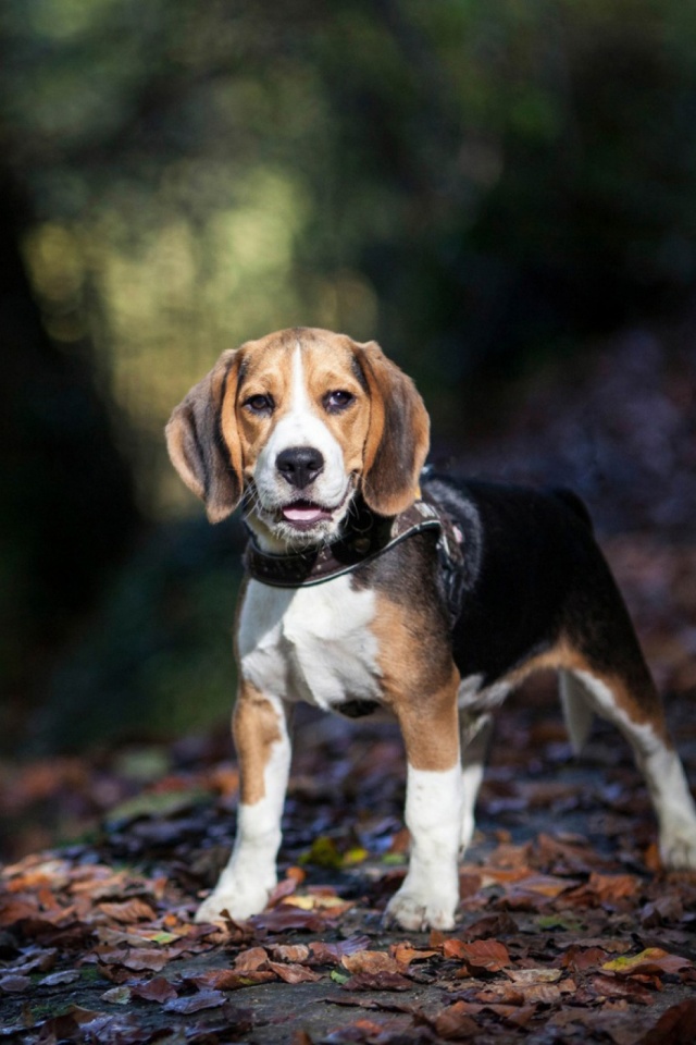 Beagle, forest, cute dog, pets, summer, dogs, cute animals, Beagle Dog, HD  wallpaper | Peakpx