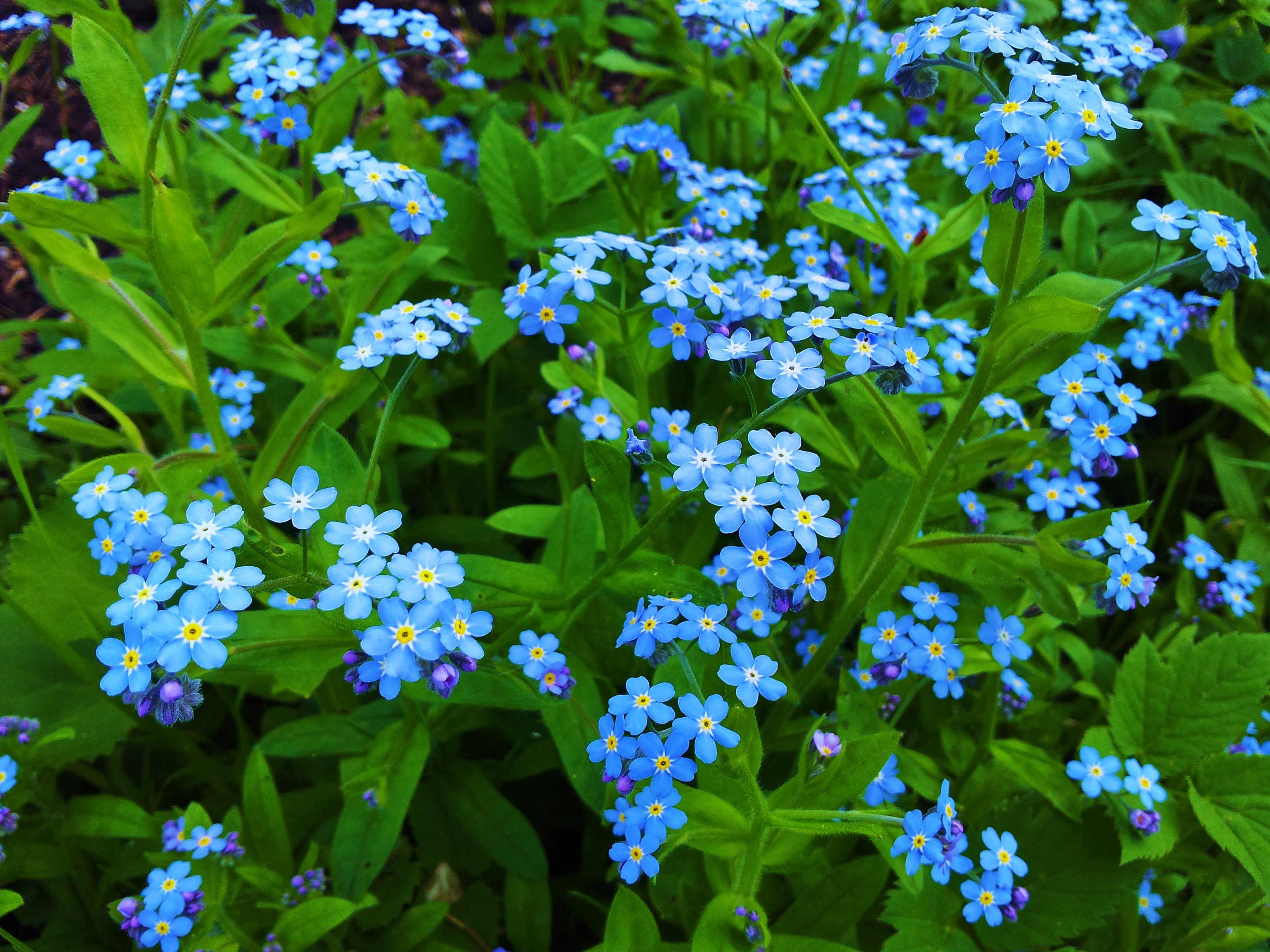 381914 descargar imagen tierra/naturaleza, nomeolvides, flor azul, flor, hoja, flores: fondos de pantalla y protectores de pantalla gratis