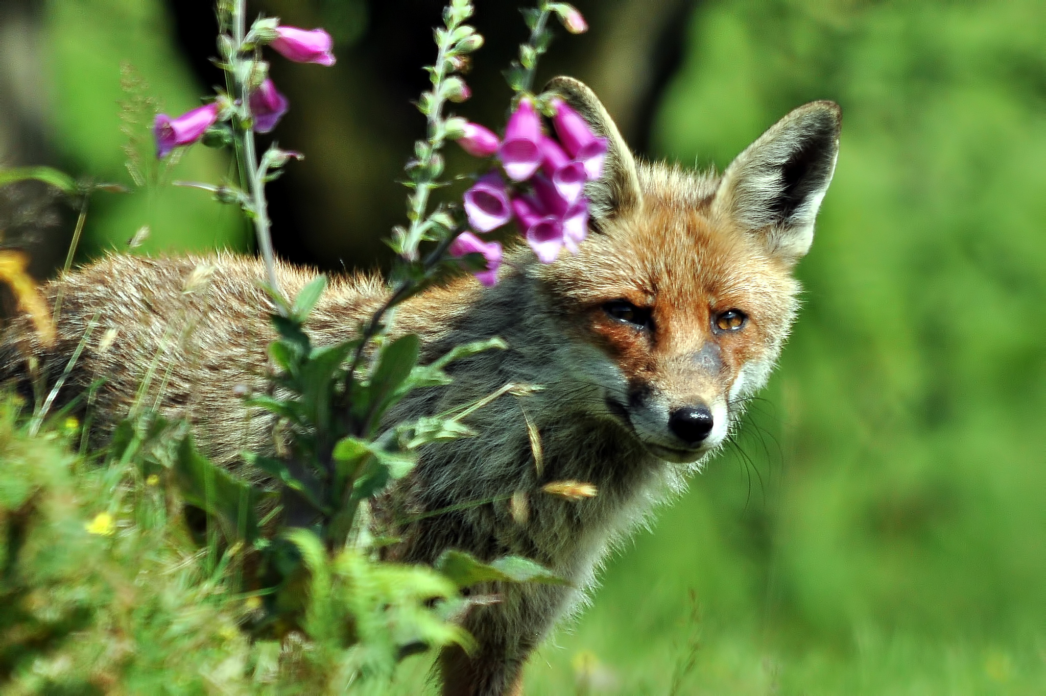 Flower foxes. Лиса в цветах. Широколиственные леса животные лиса.