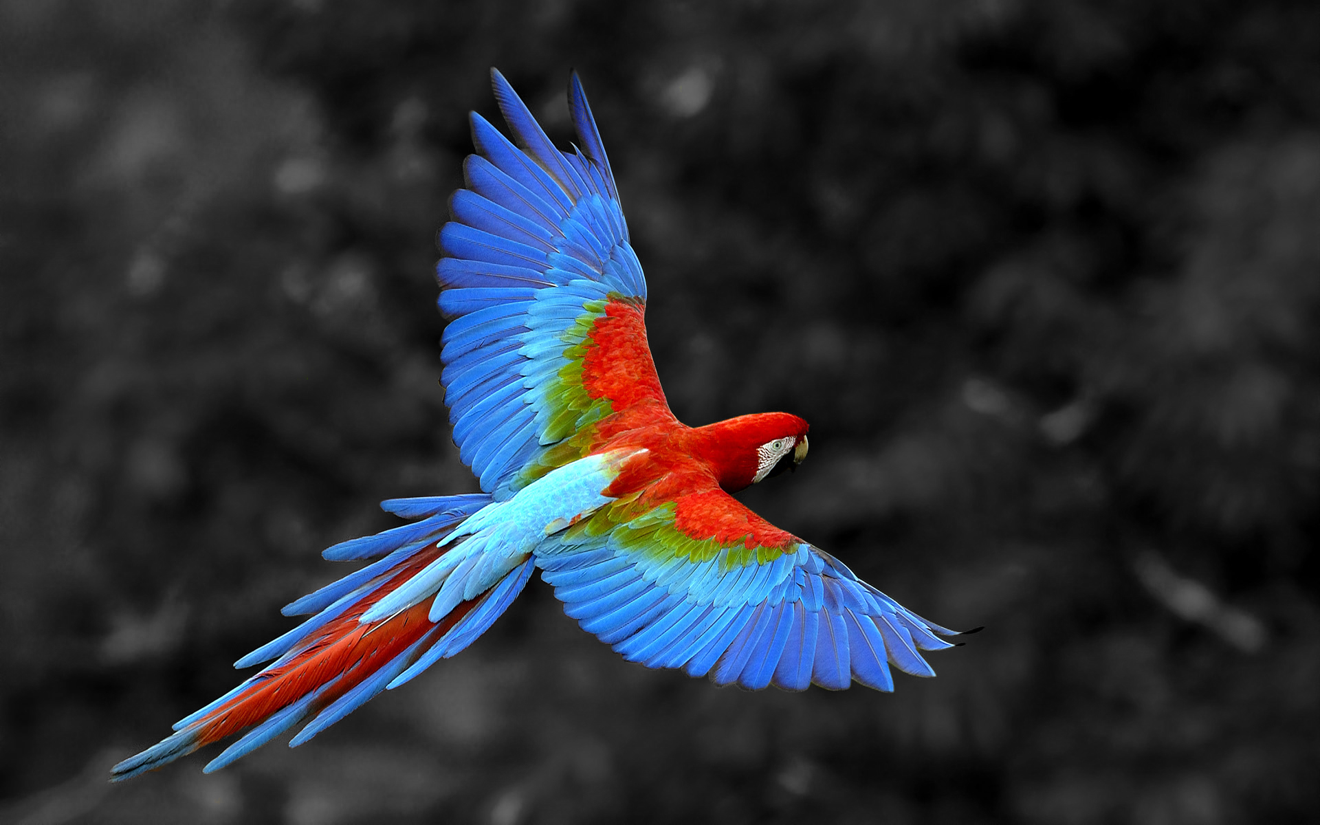 animal, red and green macaw, birds UHD