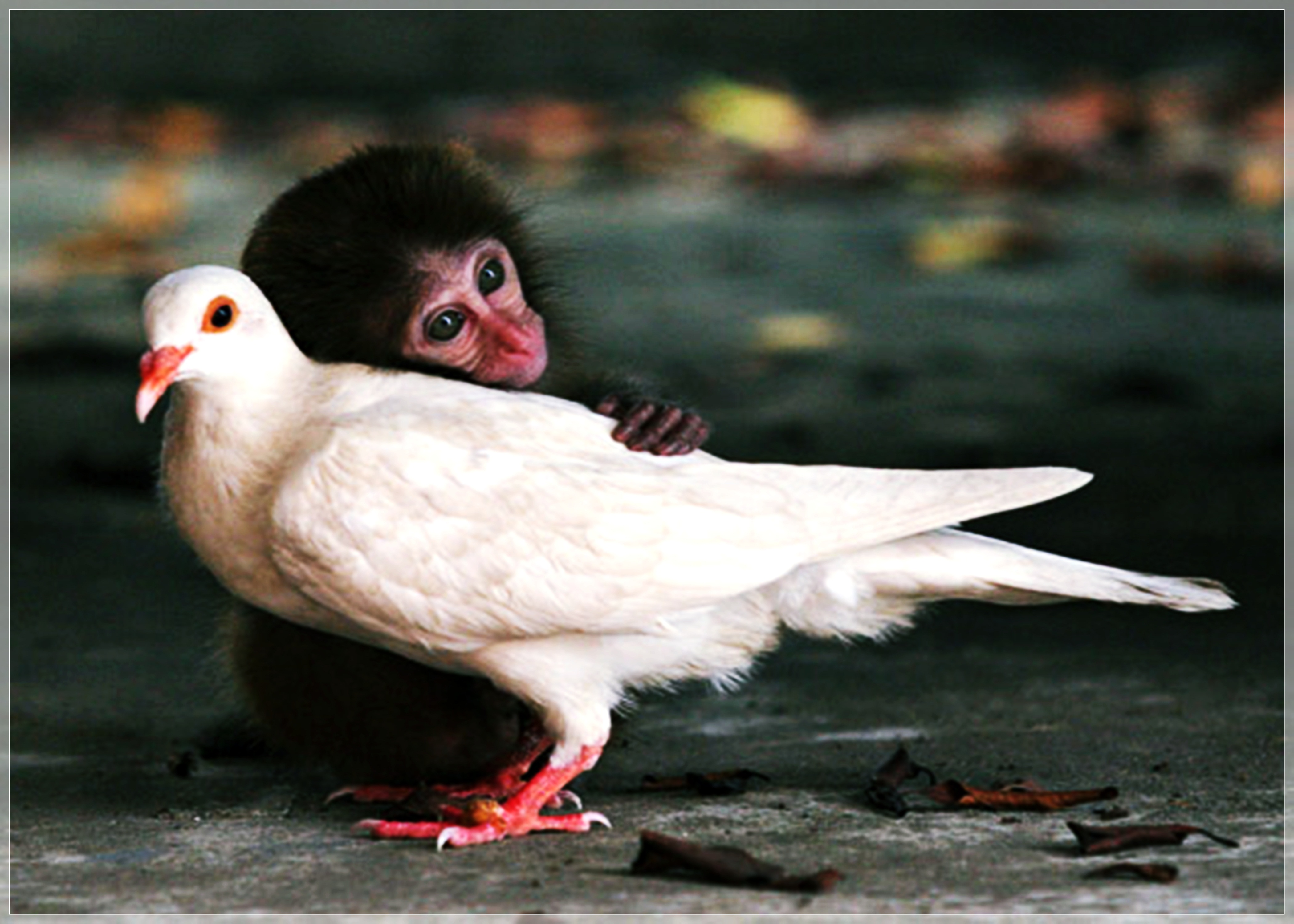 201588 скачать картинку обезьяна, птицы, животные, милый, голубь - обои и заставки бесплатно
