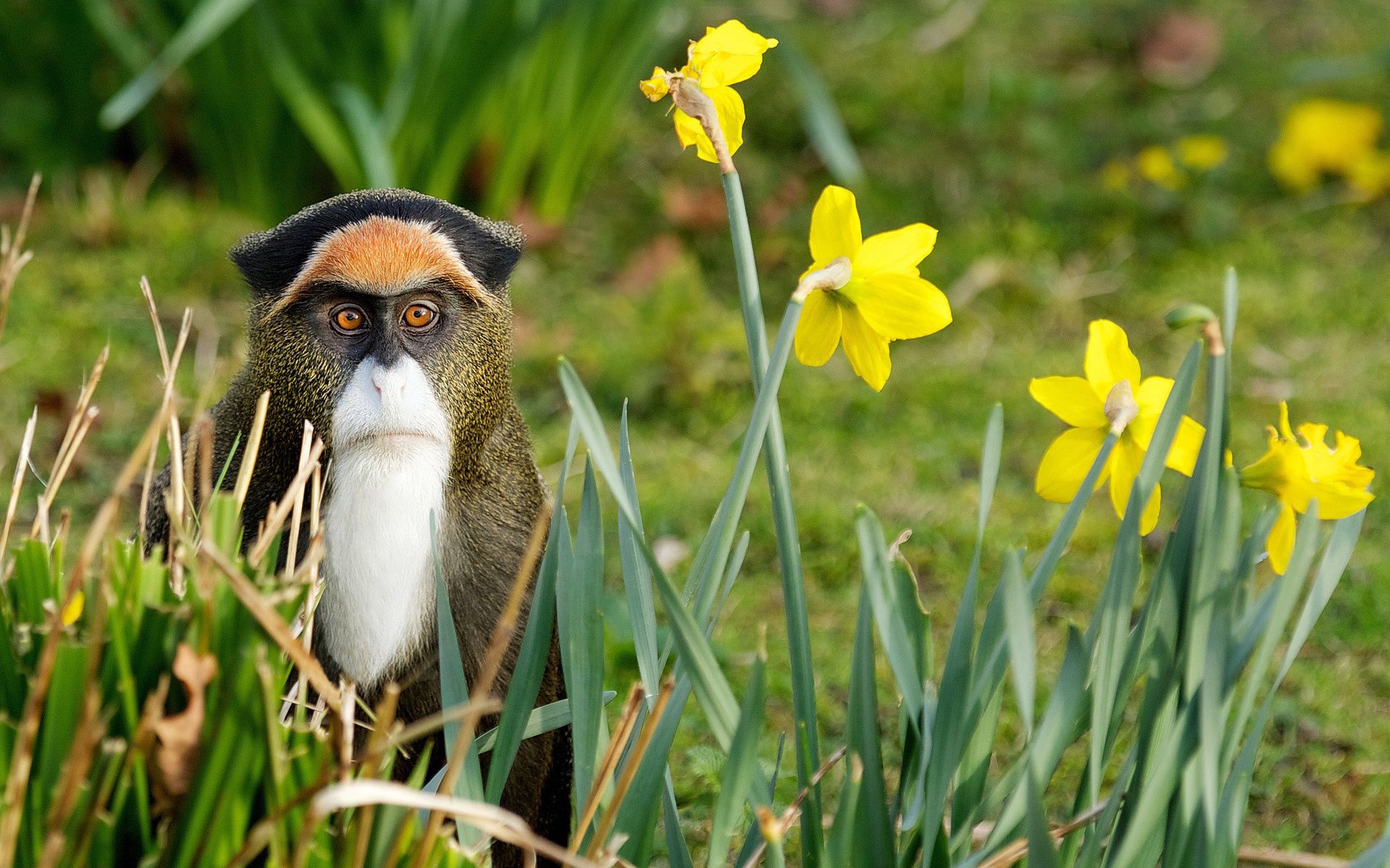 Laden Sie das Blumen, Natur, Grass, Ein Affe, Tiere, Affe-Bild kostenlos auf Ihren PC-Desktop herunter