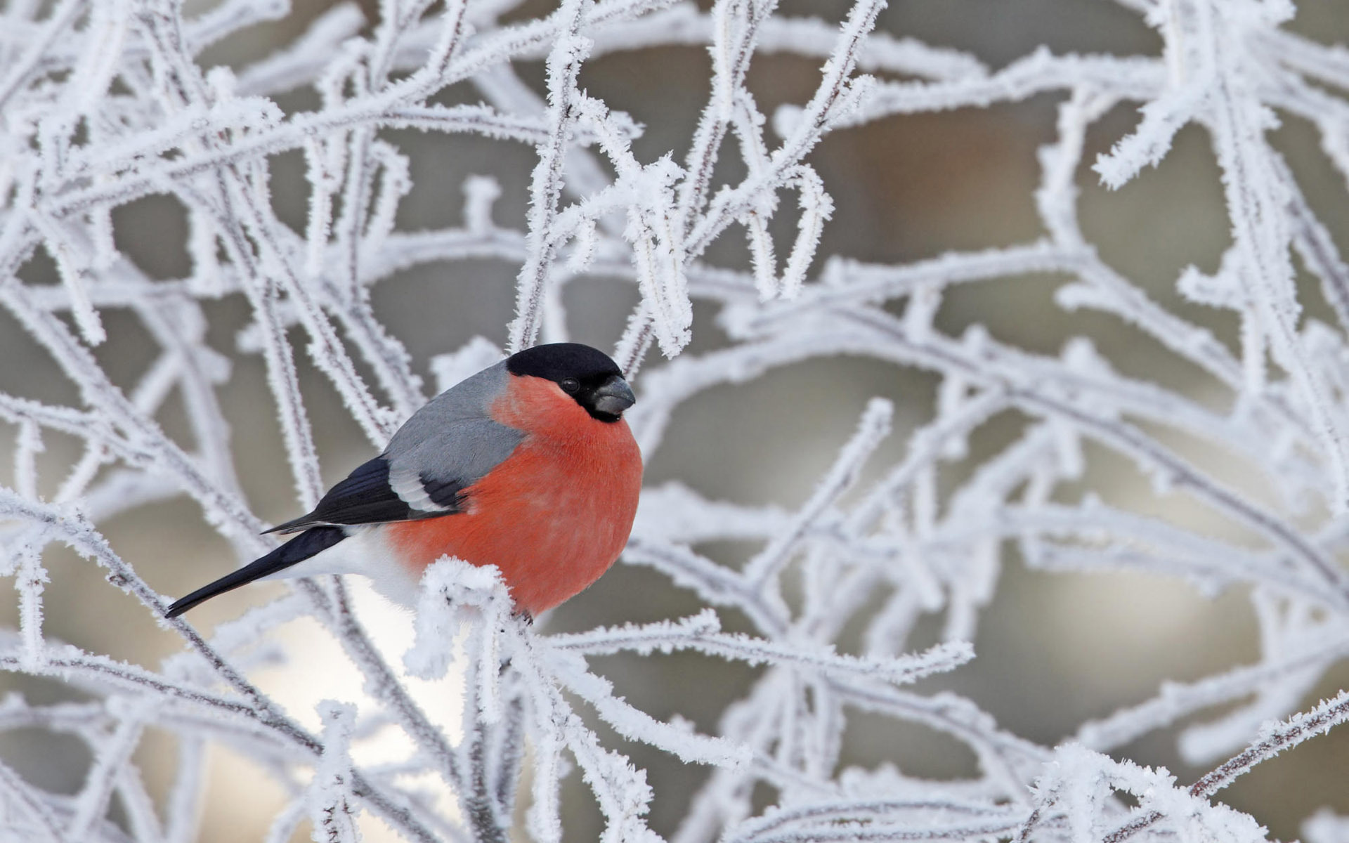 Скачать картинку Снегирь, Птица, Зима, Птицы, Животные в телефон бесплатно.