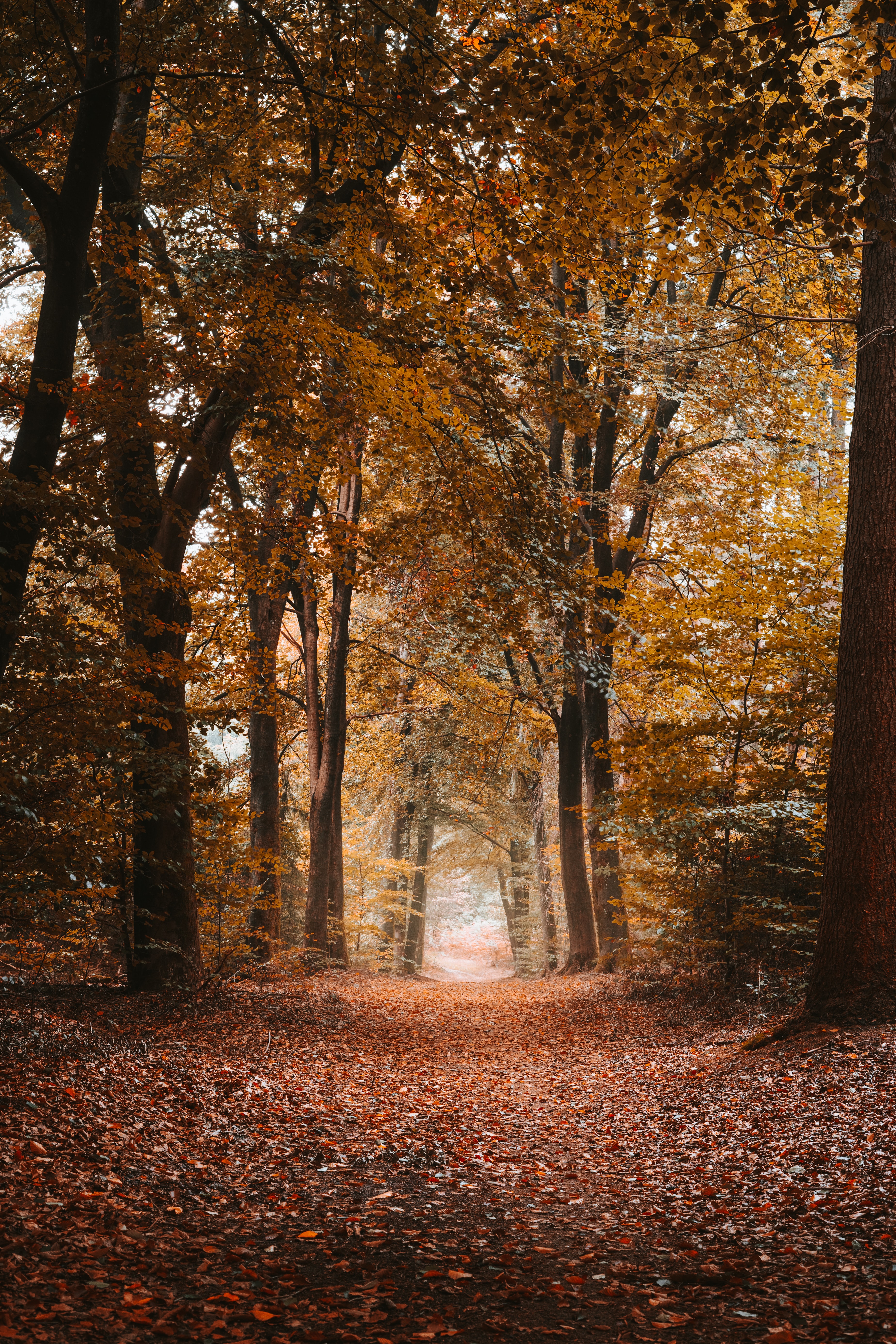 Download mobile wallpaper Distance, Dahl, Path, Alley, Trees, Foliage, Nature, Autumn for free.