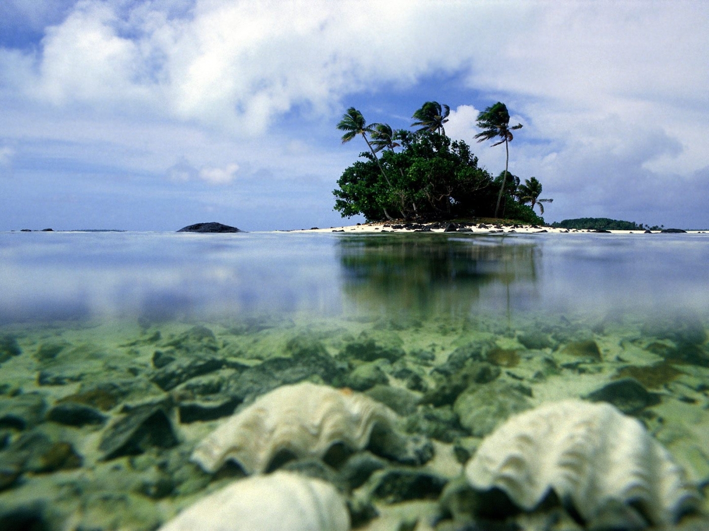 免费下载景观, 海, 棕榈手机壁纸。