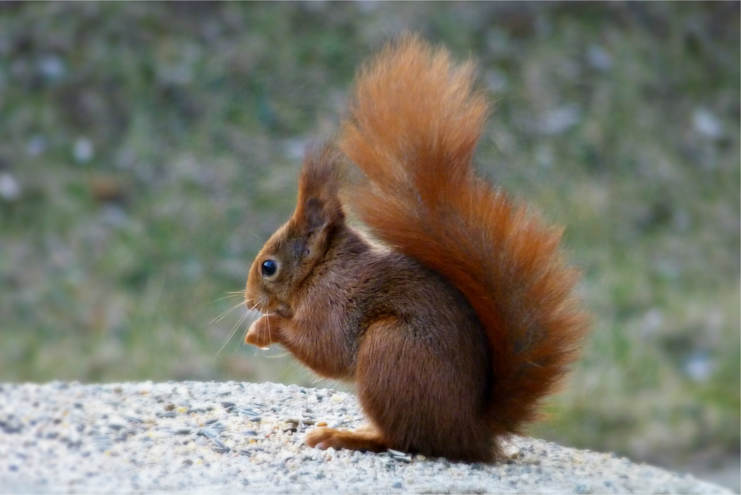 Download mobile wallpaper Tail, Fluffy, Rock, Sit, Stone, Animals, Squirrel for free.