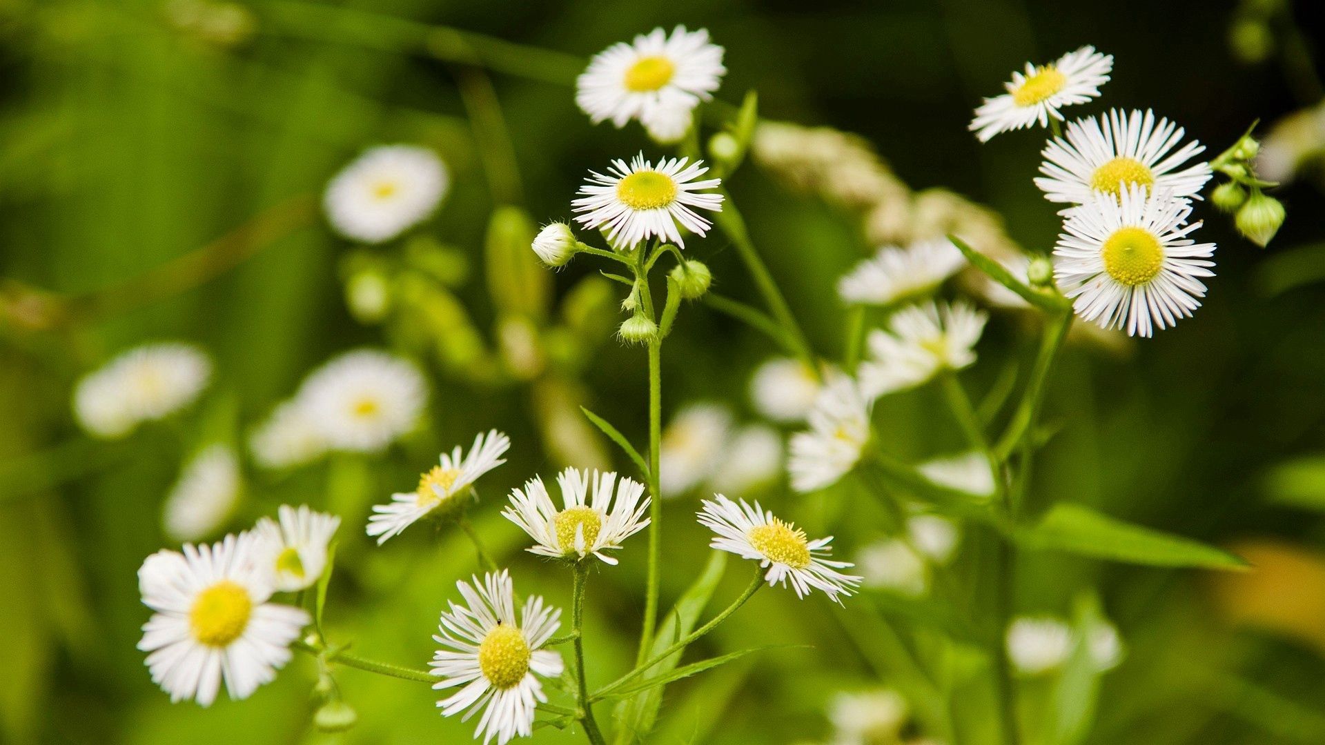 Download mobile wallpaper Smooth, Greens, Flowers, Camomile, Meadow, Blur for free.