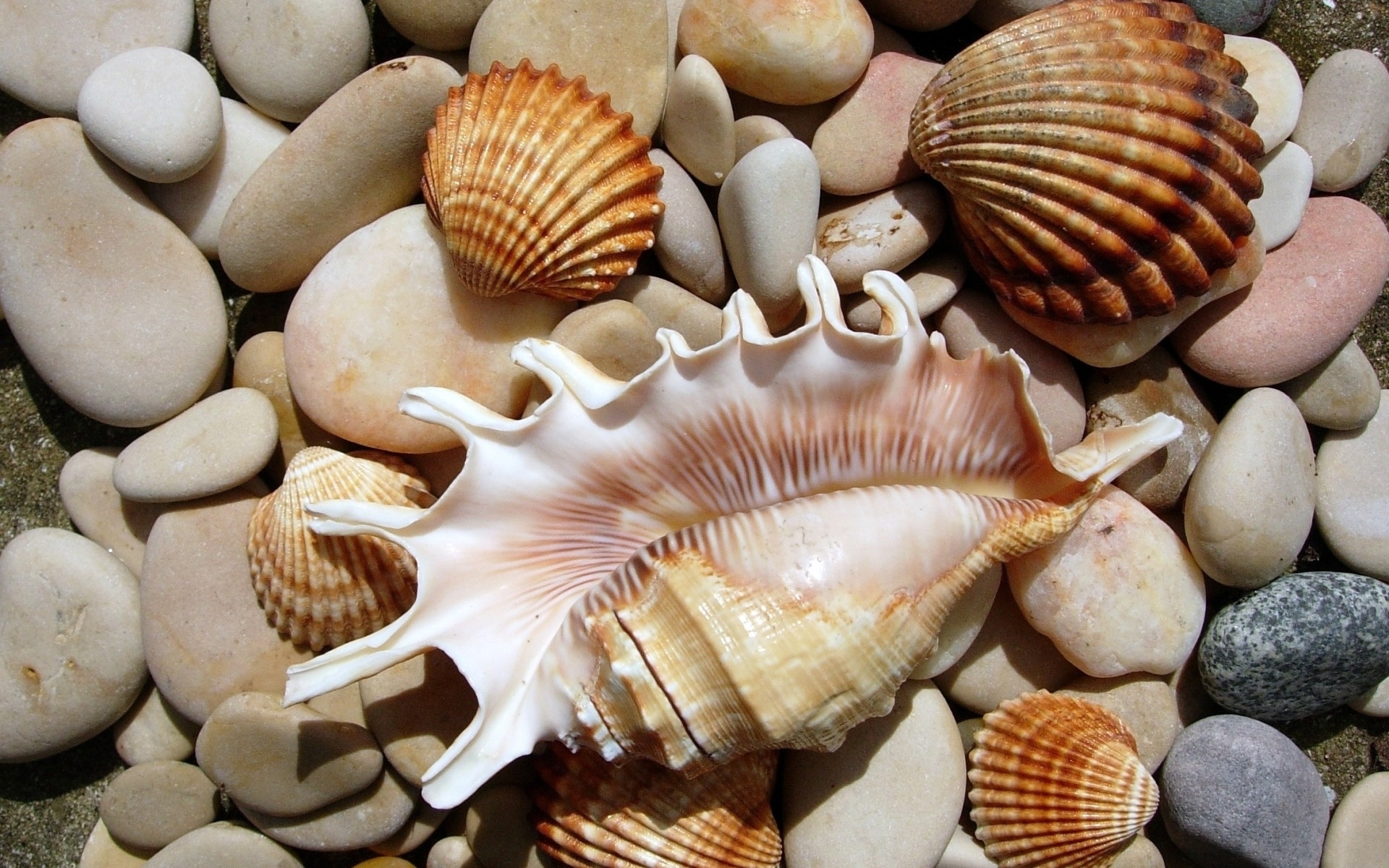 shells, background, orange 1080p