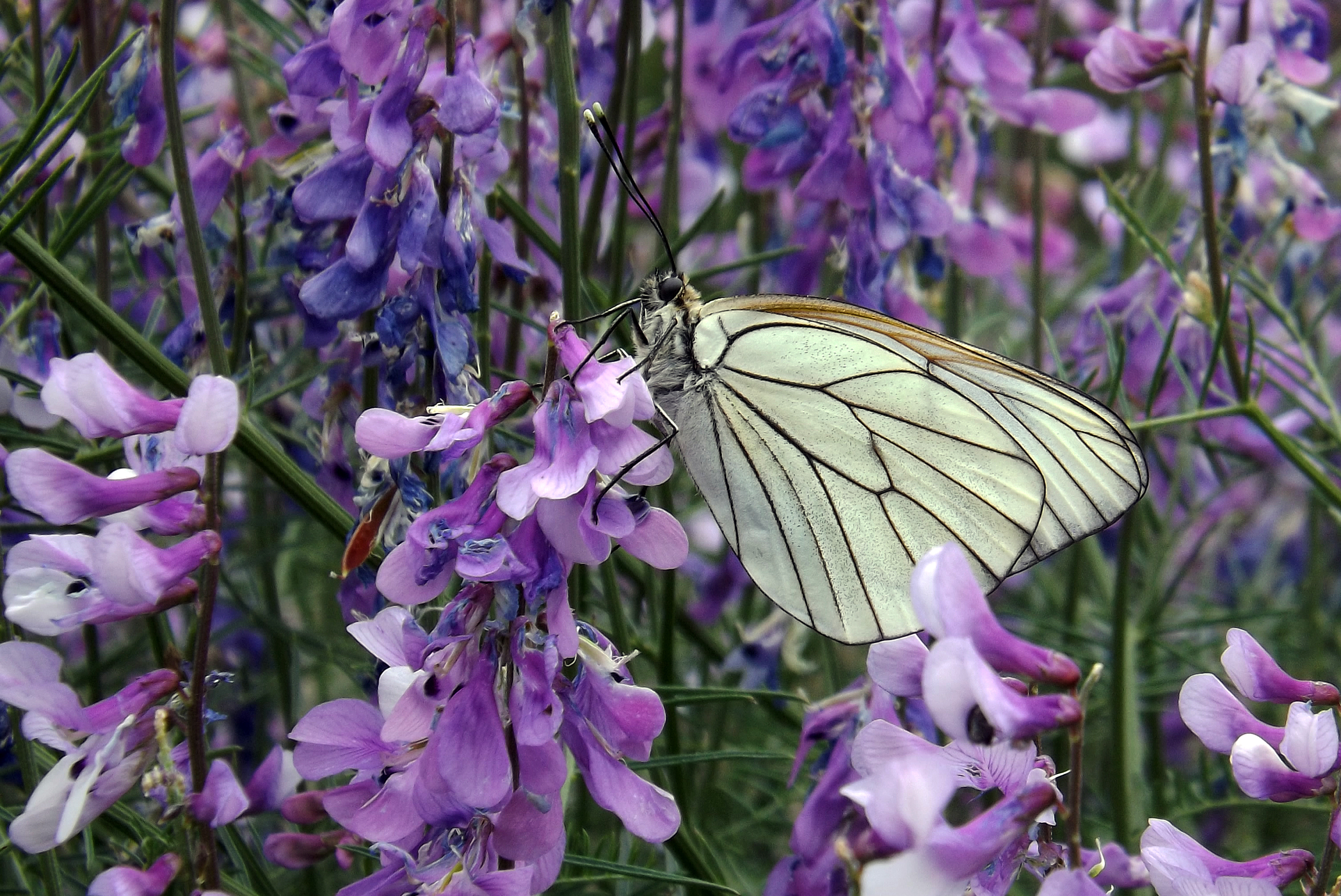 Цветы похожи на крылья бабочек. Сиреневые бабочки. Цветок бабочка фиолетовый. Фиолетовые насекомые. Растение бабочки фиолетовые.