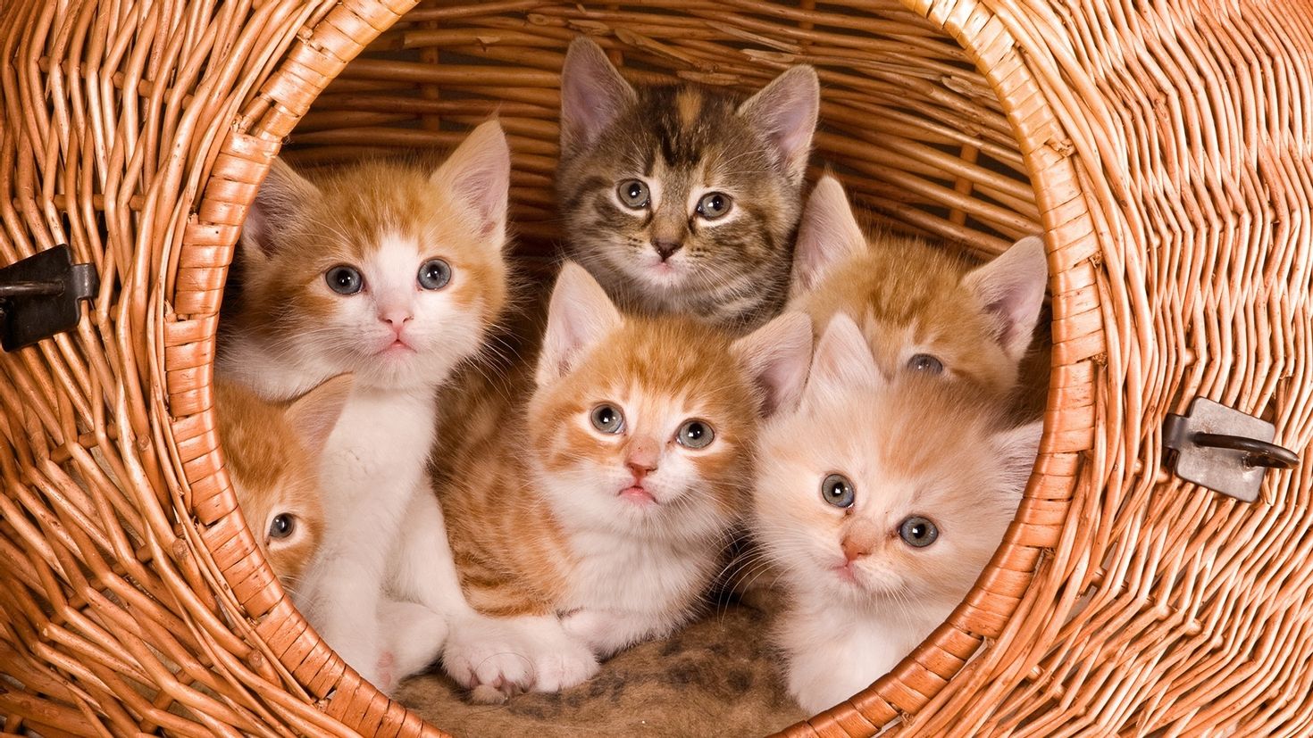 картинки кошки кошечки