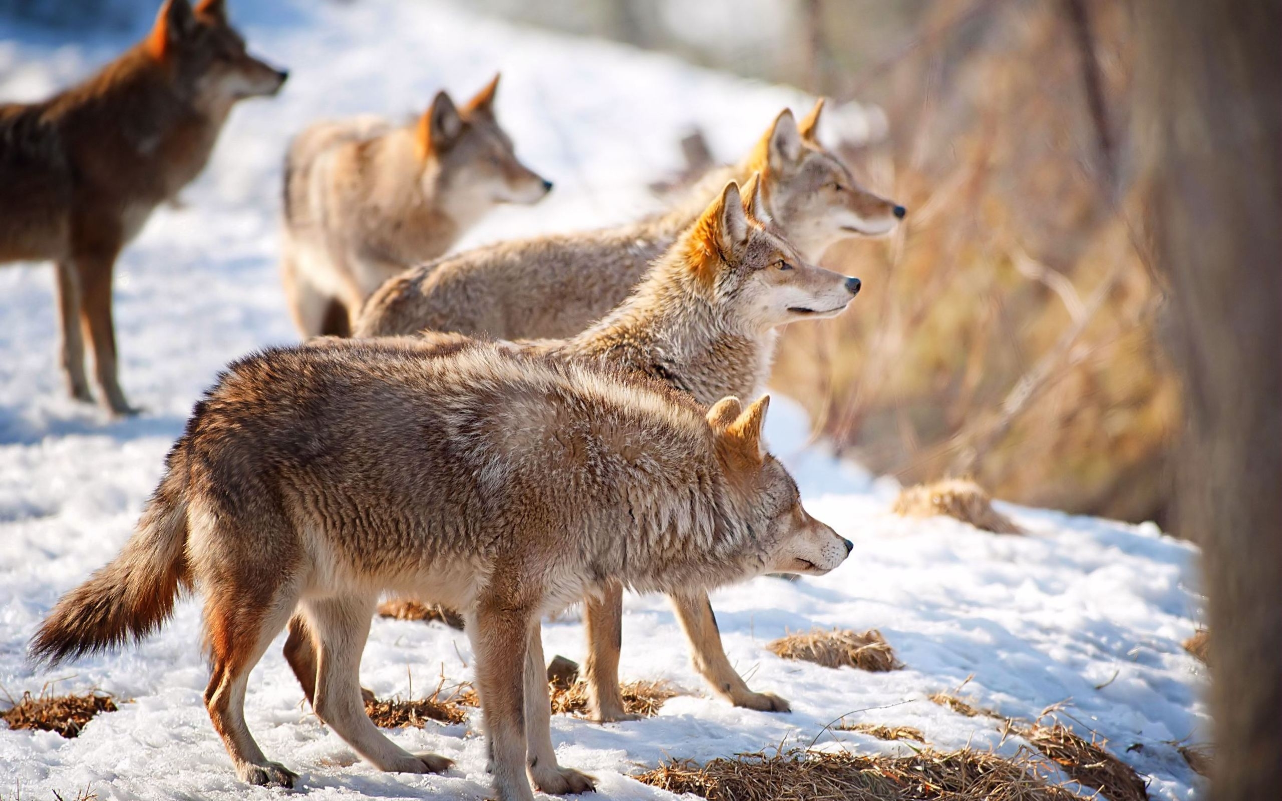 animals, wolfs, orange HD for desktop 1080p