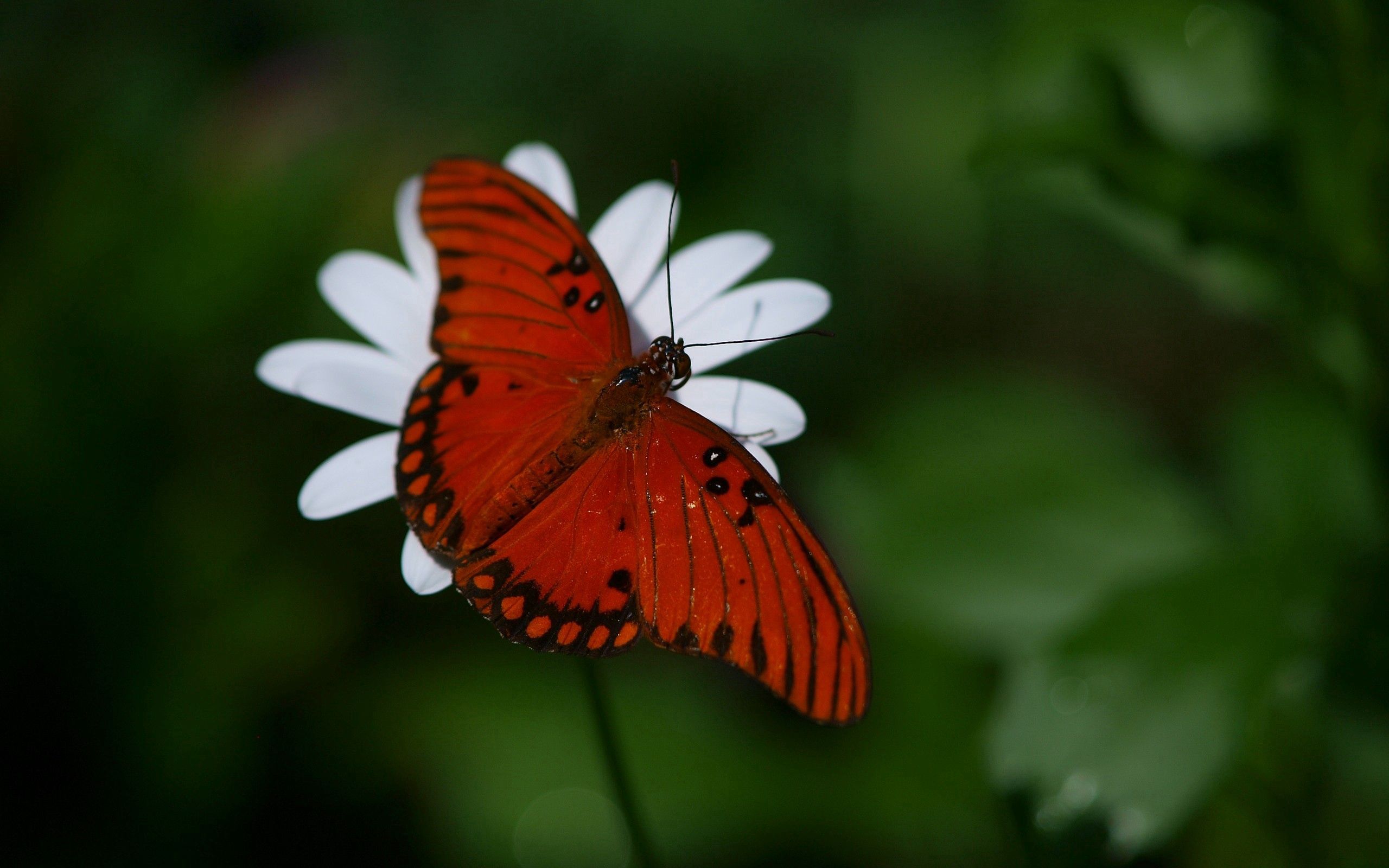 Laden Sie das Makro, Flügel, Blume, Schmetterling-Bild kostenlos auf Ihren PC-Desktop herunter