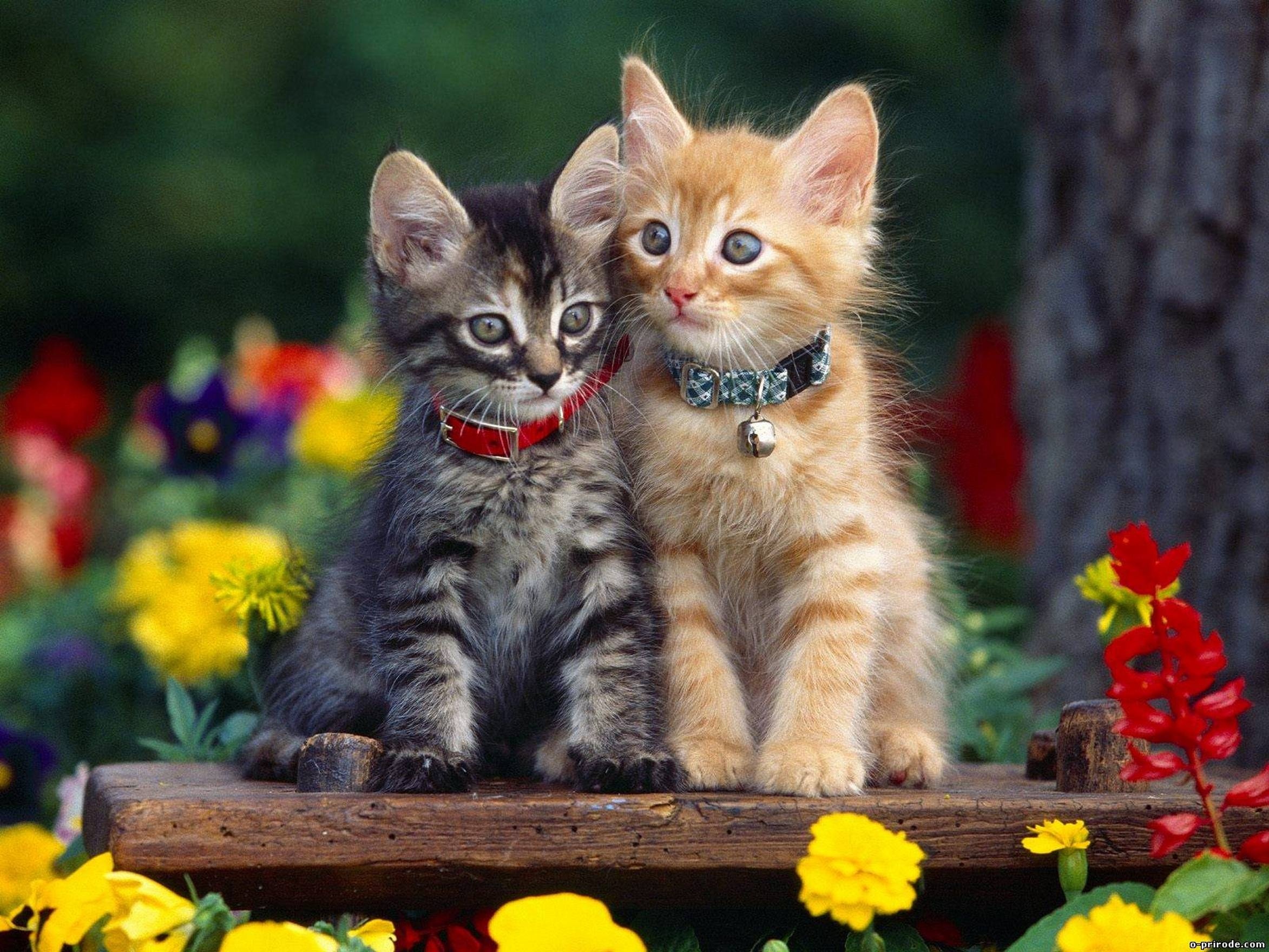 293650 Bild herunterladen katzen, kätzchen, tiere, katze, süß - Hintergrundbilder und Bildschirmschoner kostenlos
