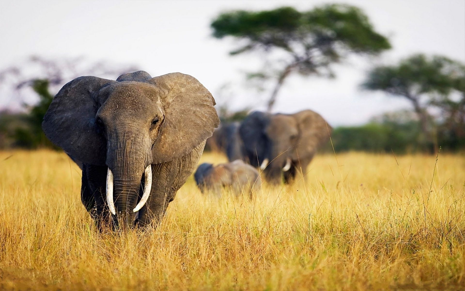 Mobile wallpaper elephants, animals, grass, field, stroll, africa