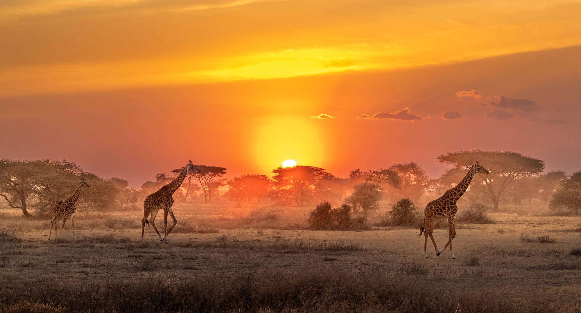 983527 скачать обои африка, животные, жирафа, саванна, восход солнца - заставки и картинки бесплатно