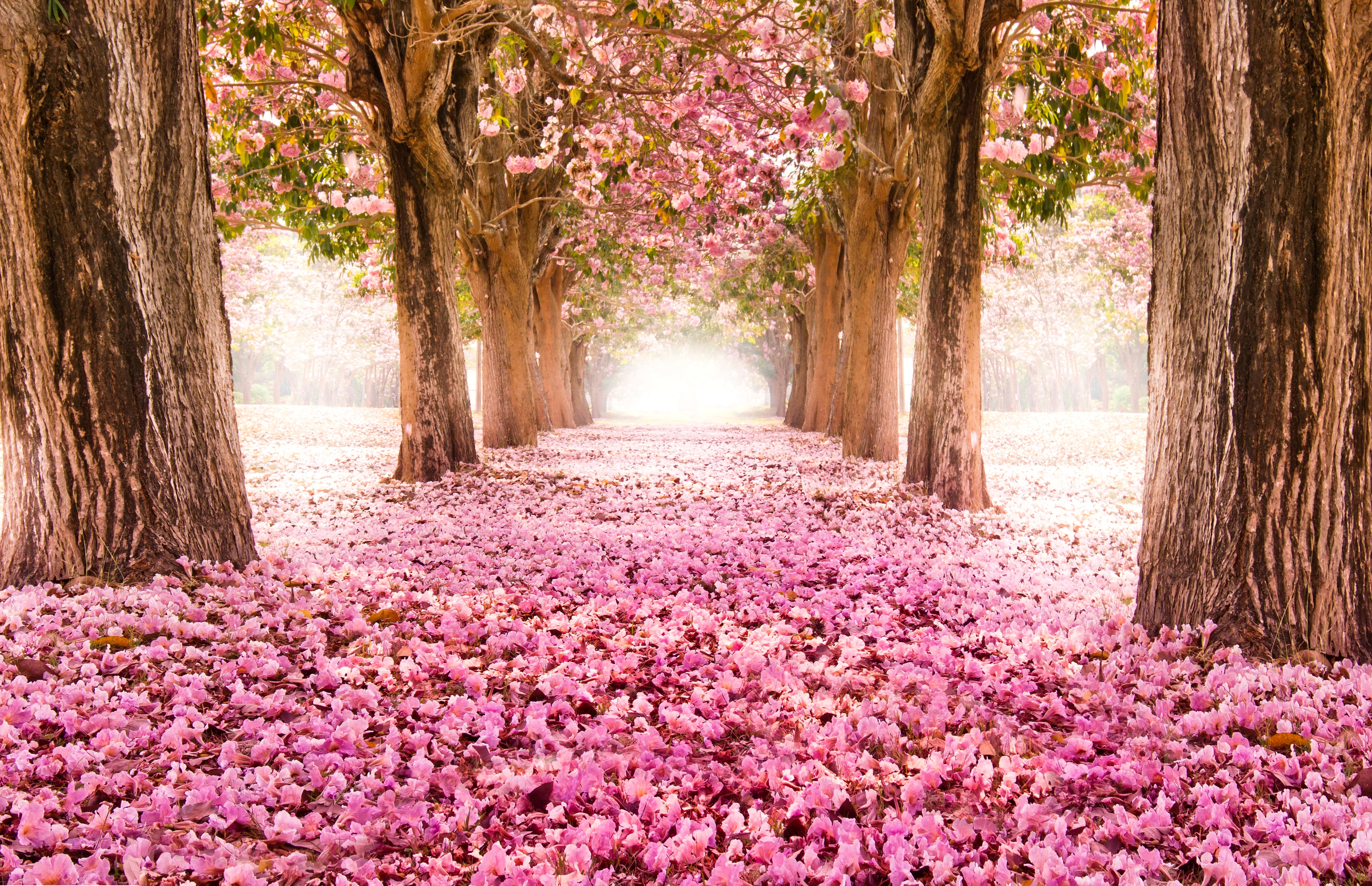 1522395 免費下載壁紙 春季, 自然, 花簇, 公园, 粉红色的花, 樱花, 树 屏保和圖片