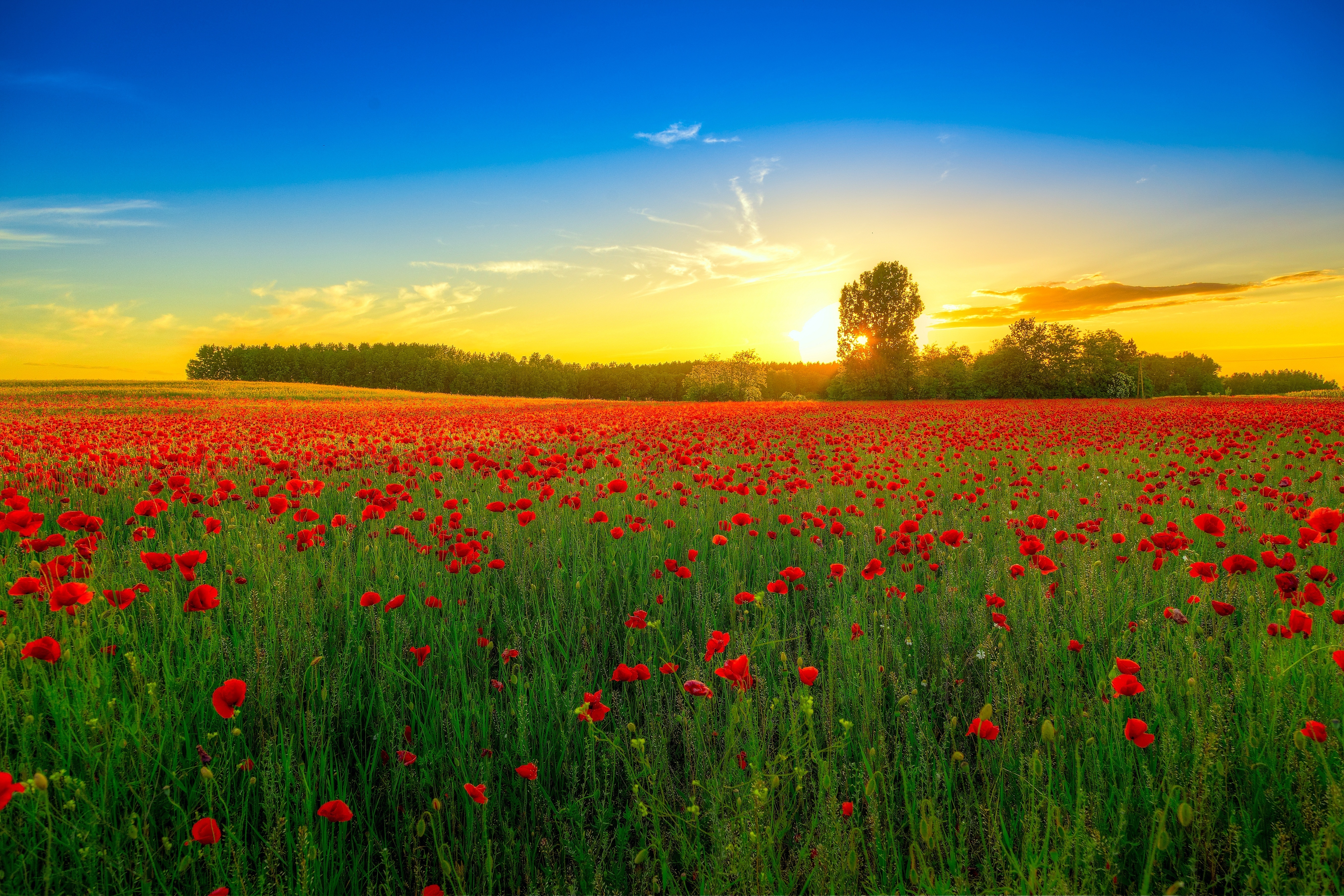 Poppies Cool HD