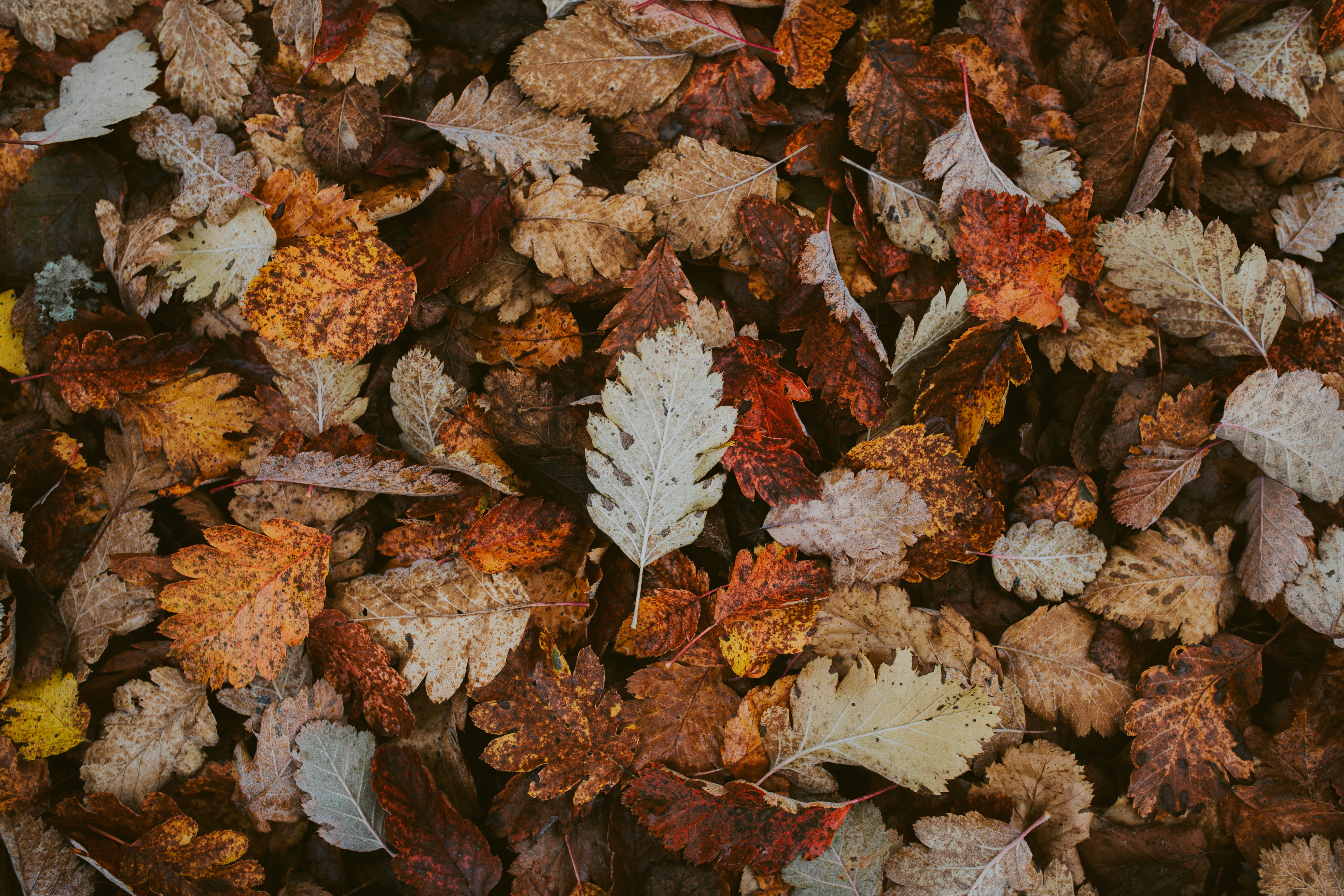 Download mobile wallpaper Leaves, Dry, Fallen, Foliage, Nature, Autumn for free.