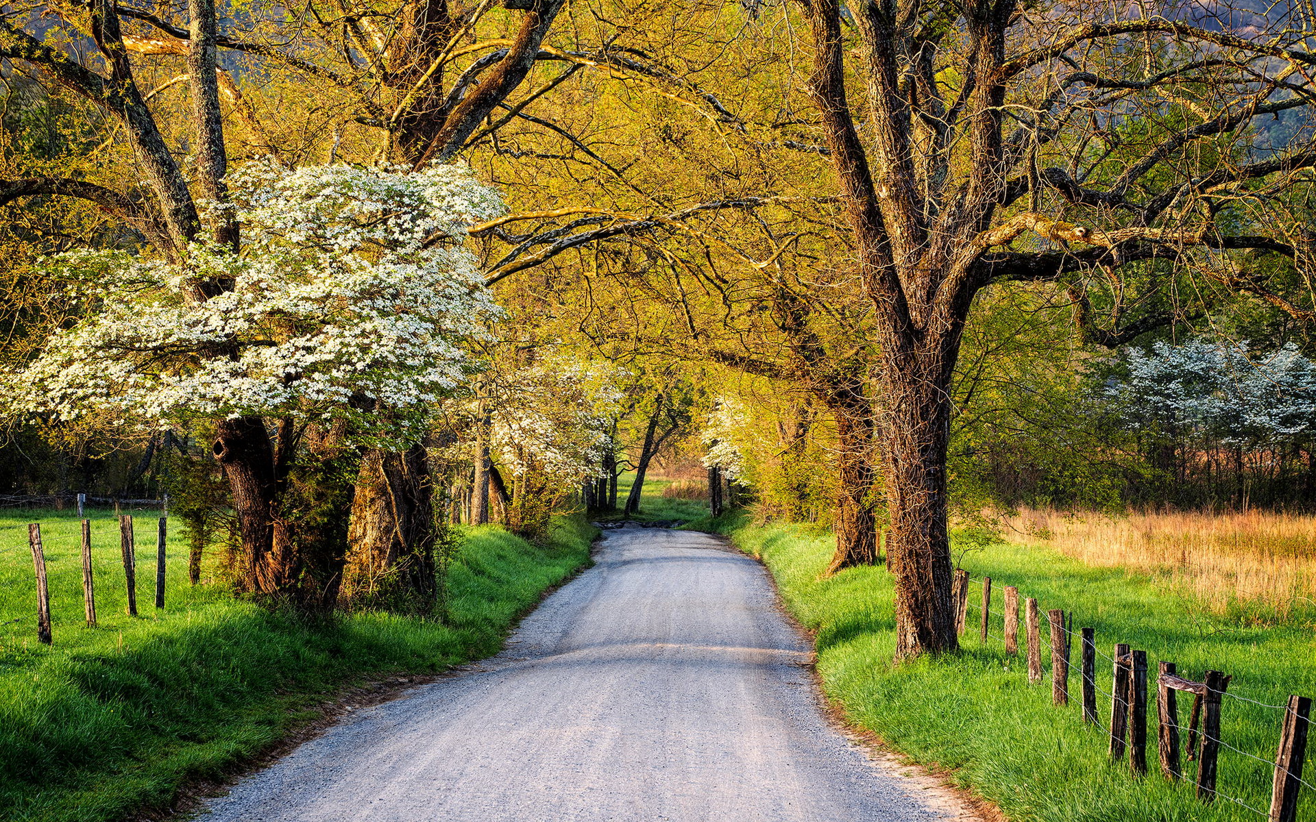 HD wallpaper spring, man made, road, blossom, country, tree