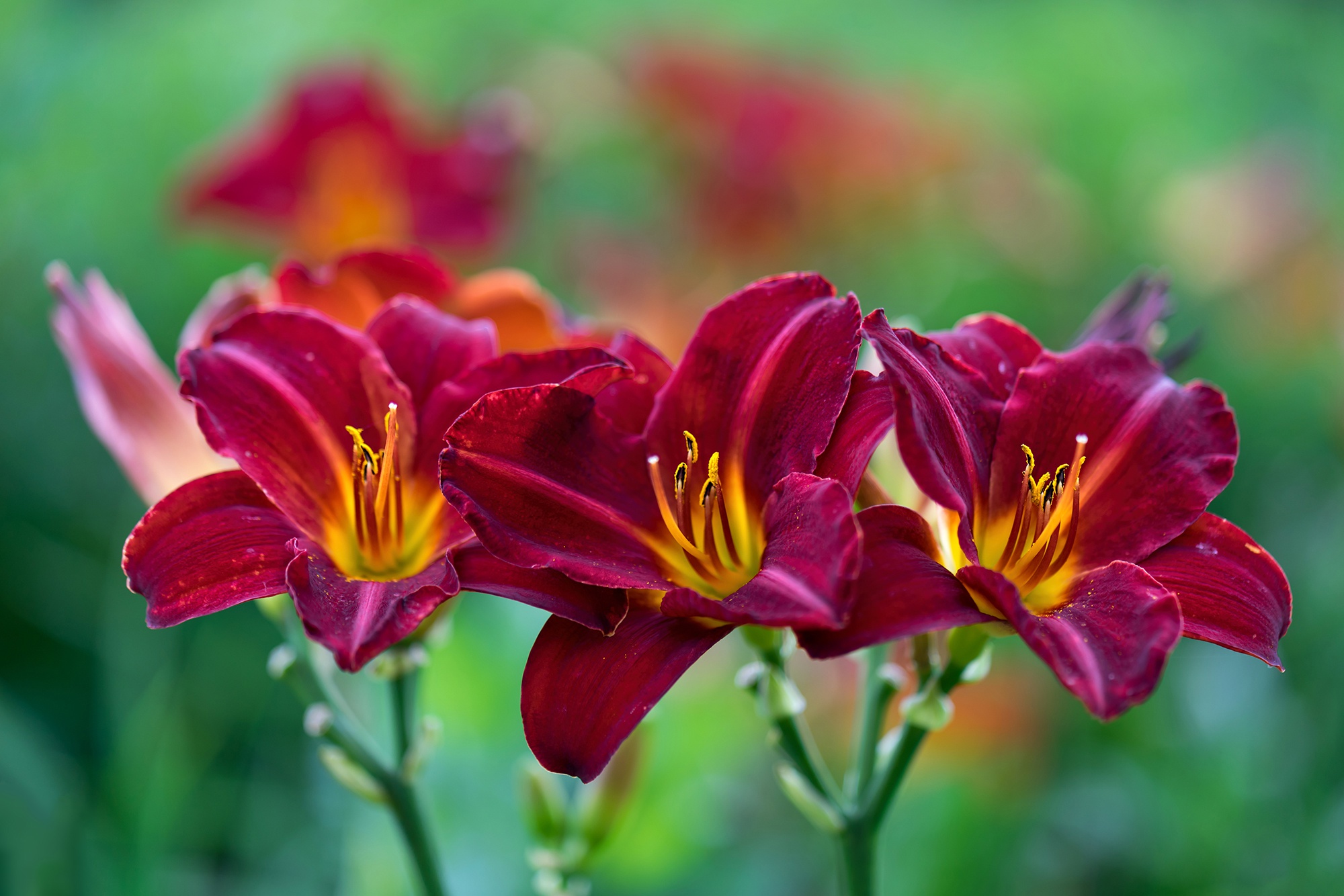Cool Backgrounds  Daylily