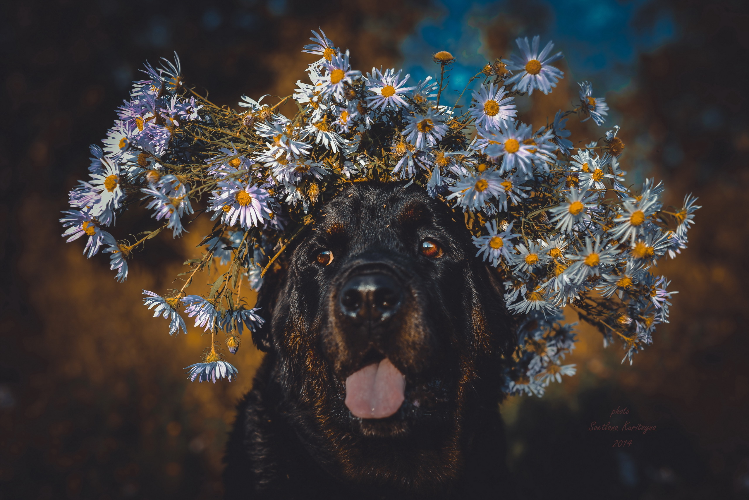 animals, flowers, dog, muzzle, protruding tongue, tongue stuck out, wreath
