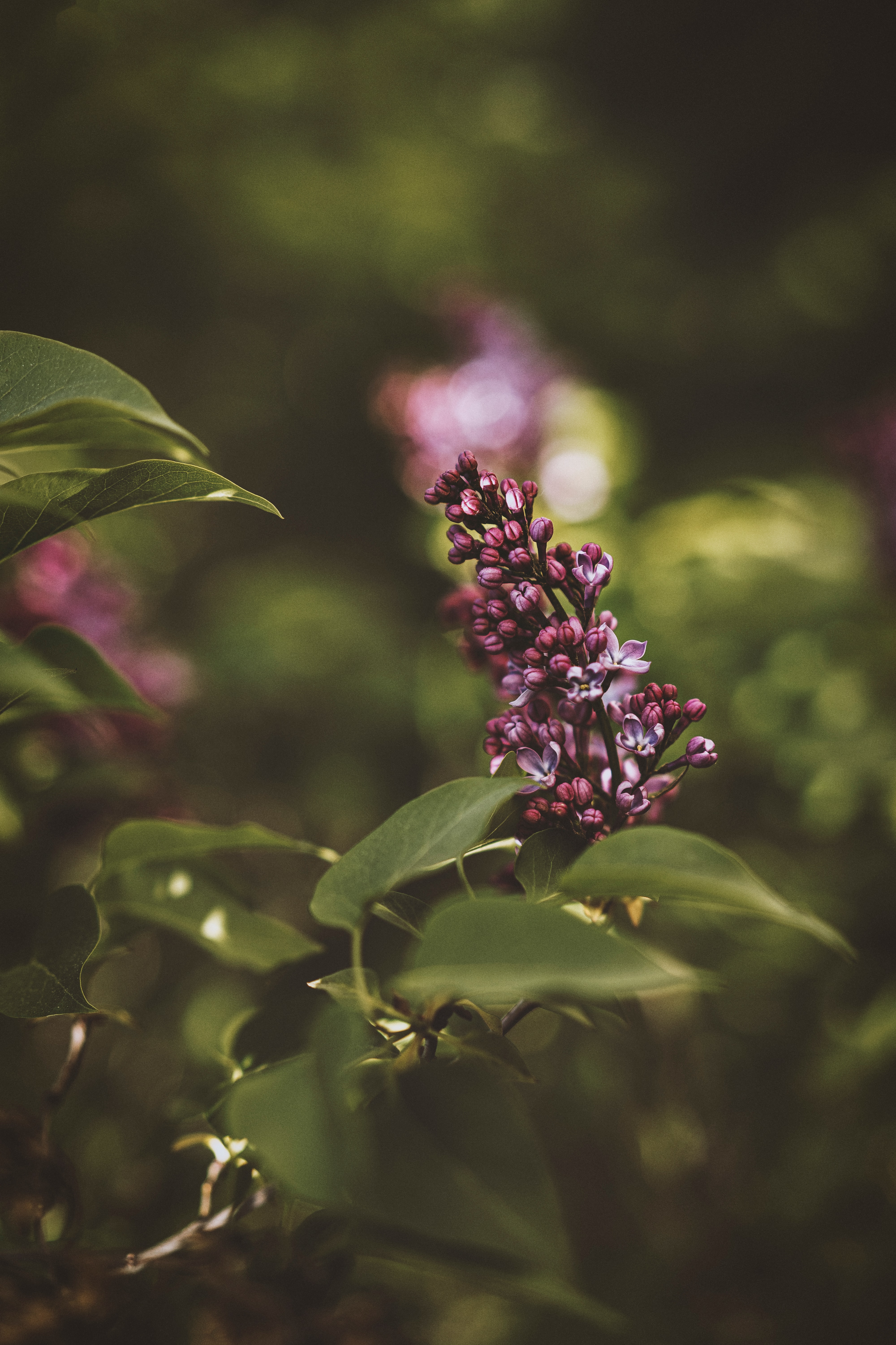 Laden Sie das Lilac, Bush, Blühen, Blühenden, Busch, Blumen, Blume-Bild kostenlos auf Ihren PC-Desktop herunter