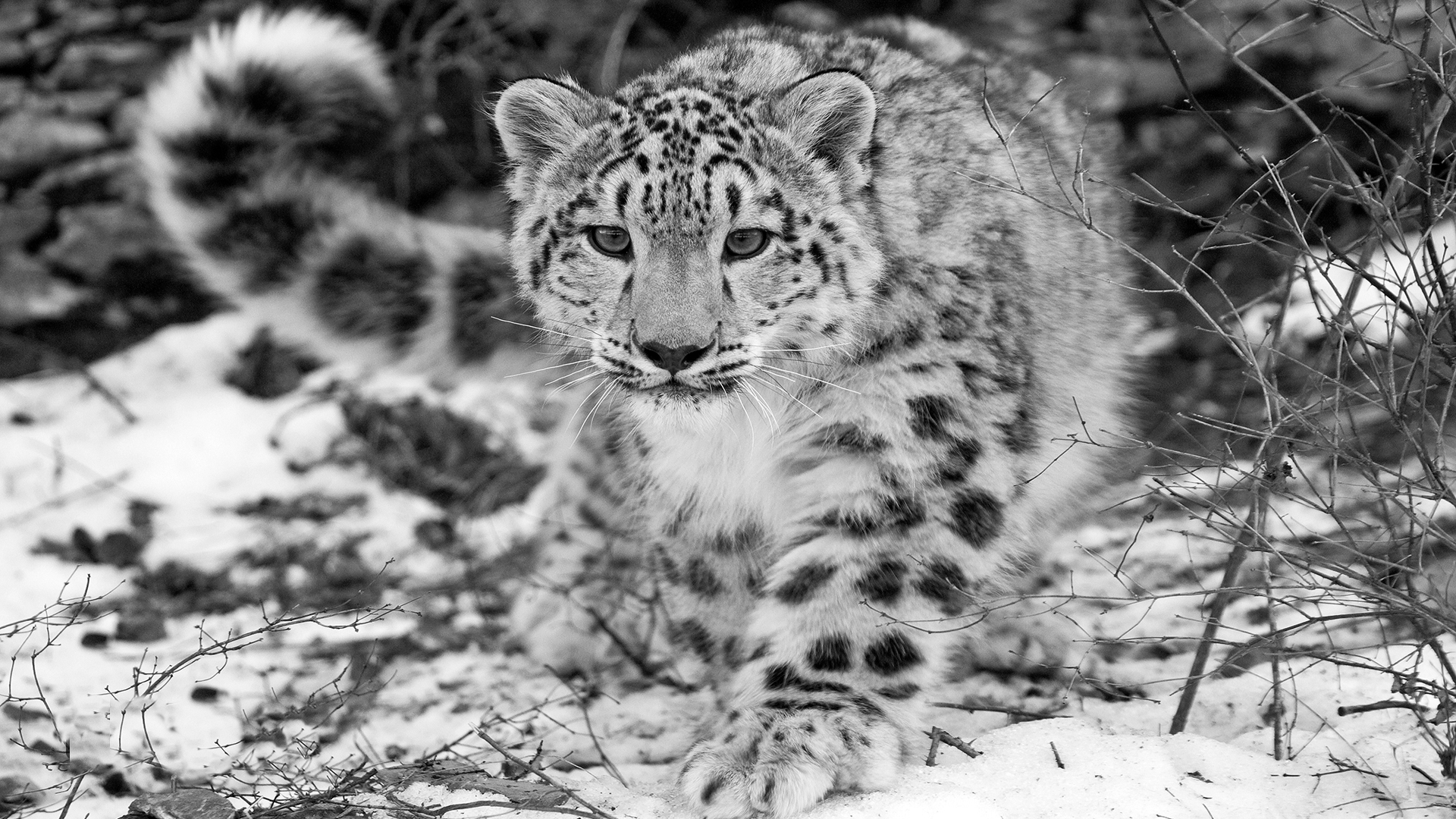 Desktop Backgrounds Snow Leopard 