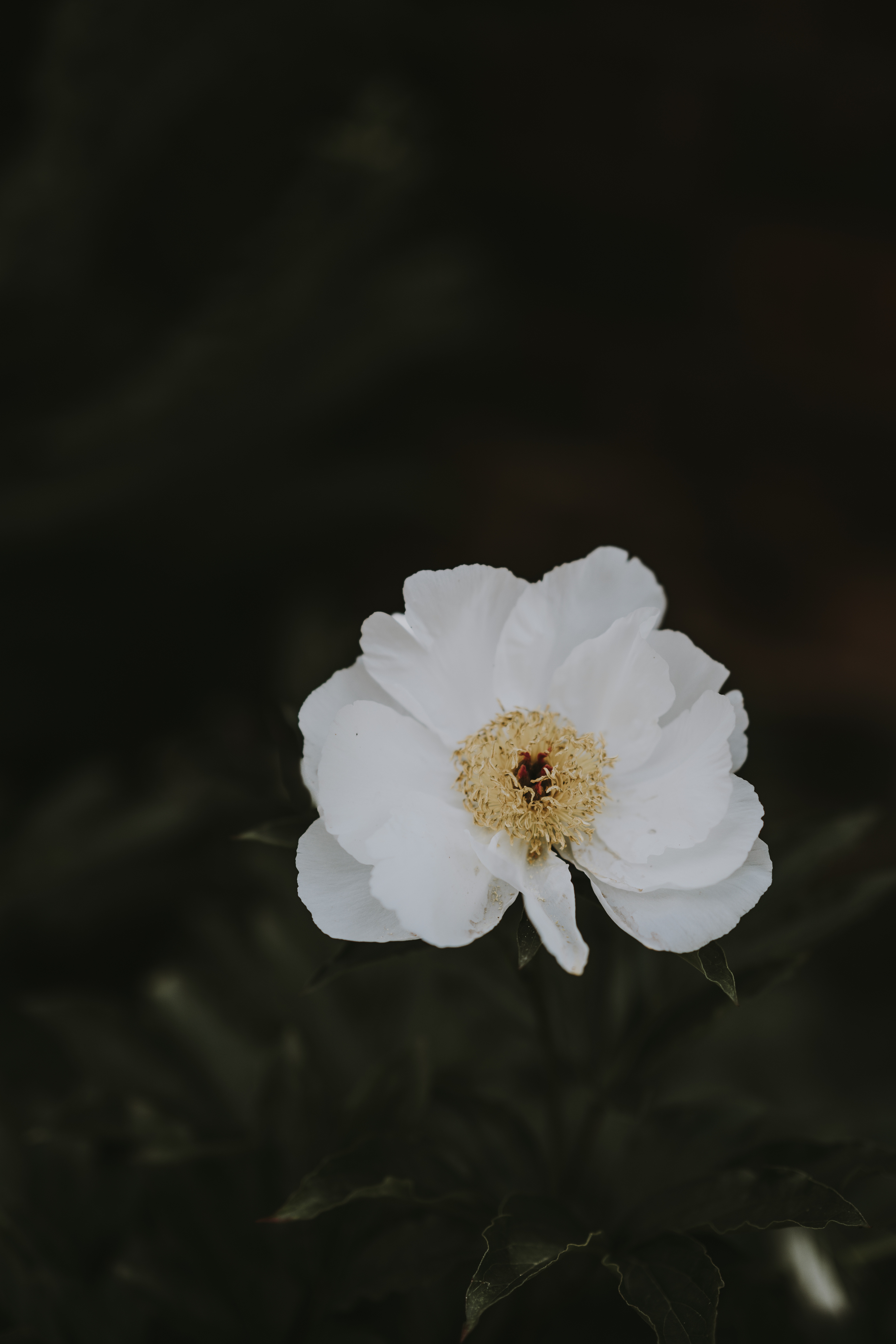 smooth, flowers, white, flower, blur, close up, pion, peony QHD