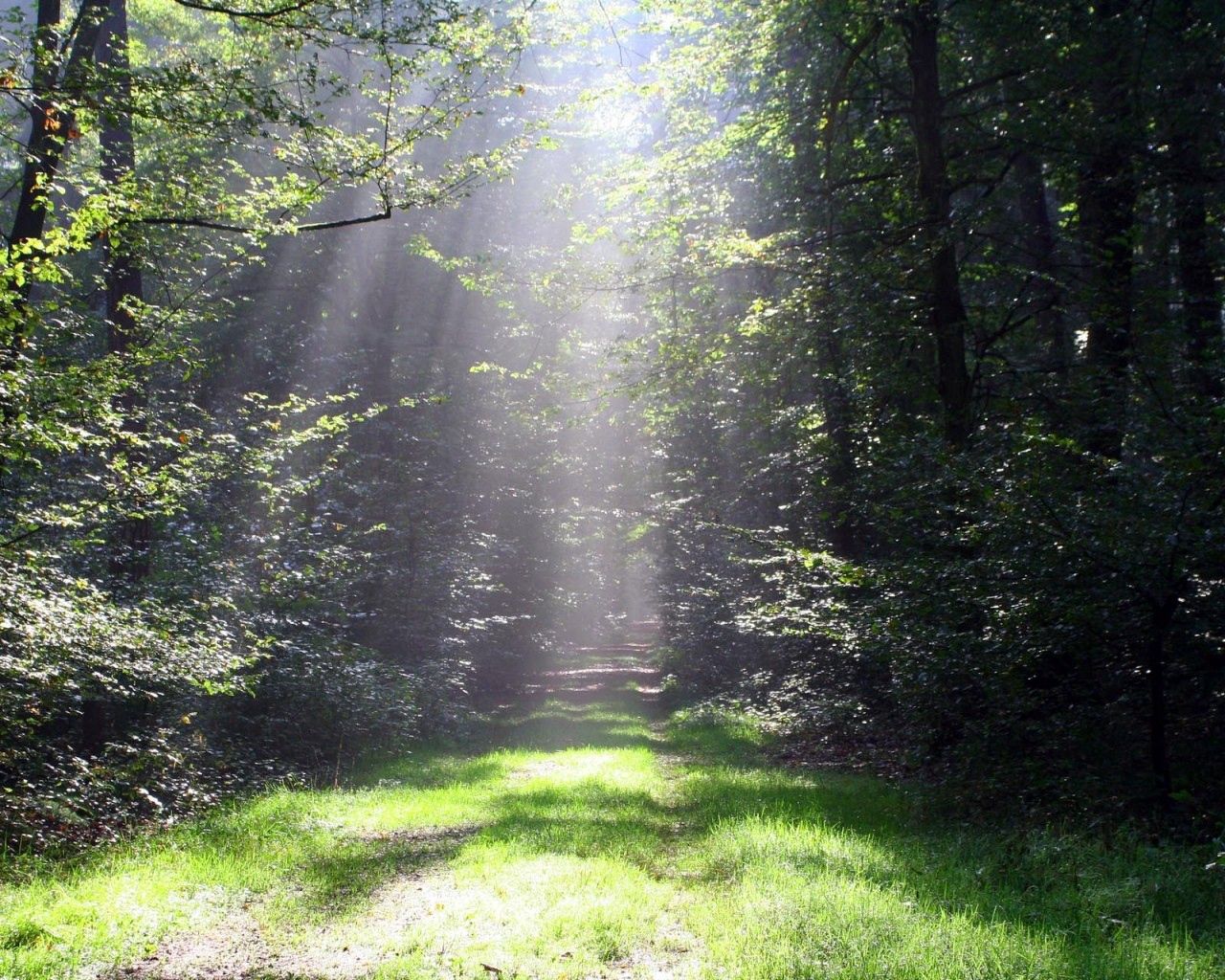 Mobile wallpaper beams, sun, shine, trees, nature, grass, light, rays, forest, greens, path, trail
