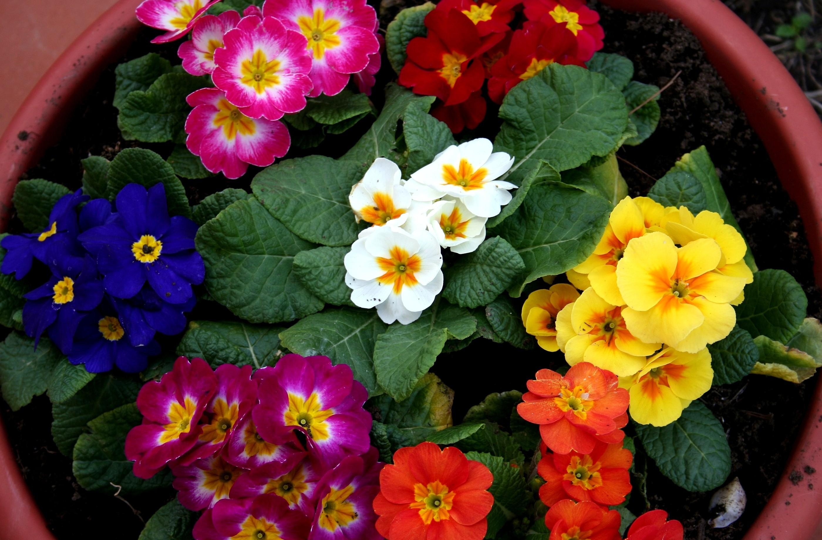 flowers, bright, multicolored, pot, primrose