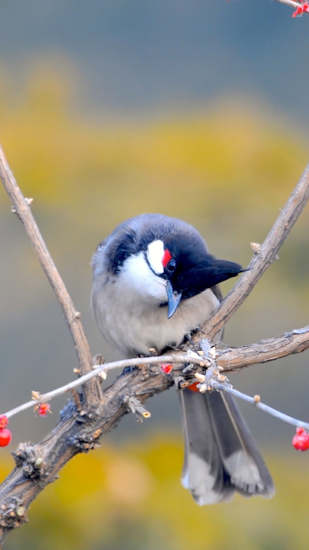 Image of Potrait of Red whiskered bulbul-LT938245-Picxy