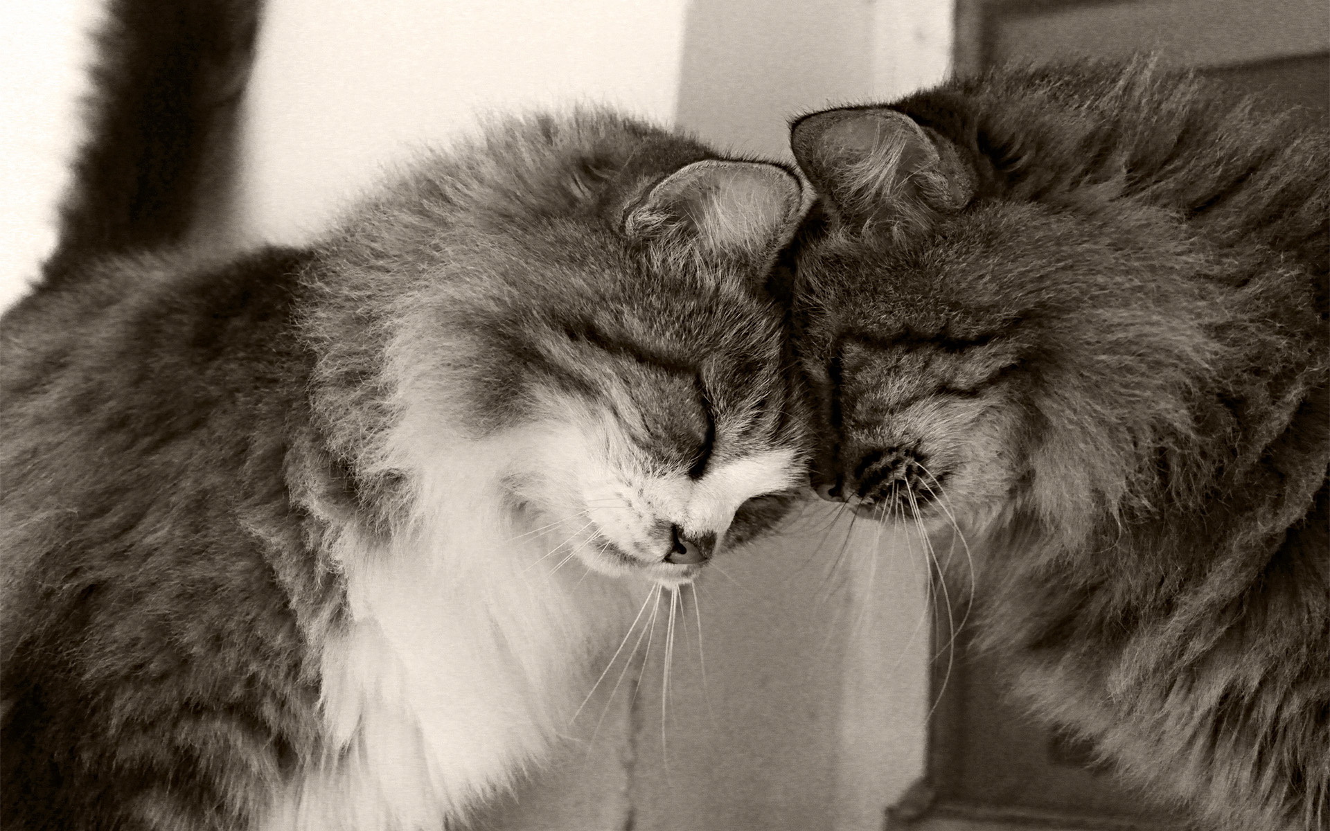 Поцелуй примирения. Влюбленные кошки. Влюбленный кот. Коты любовь. Кошки нежность.