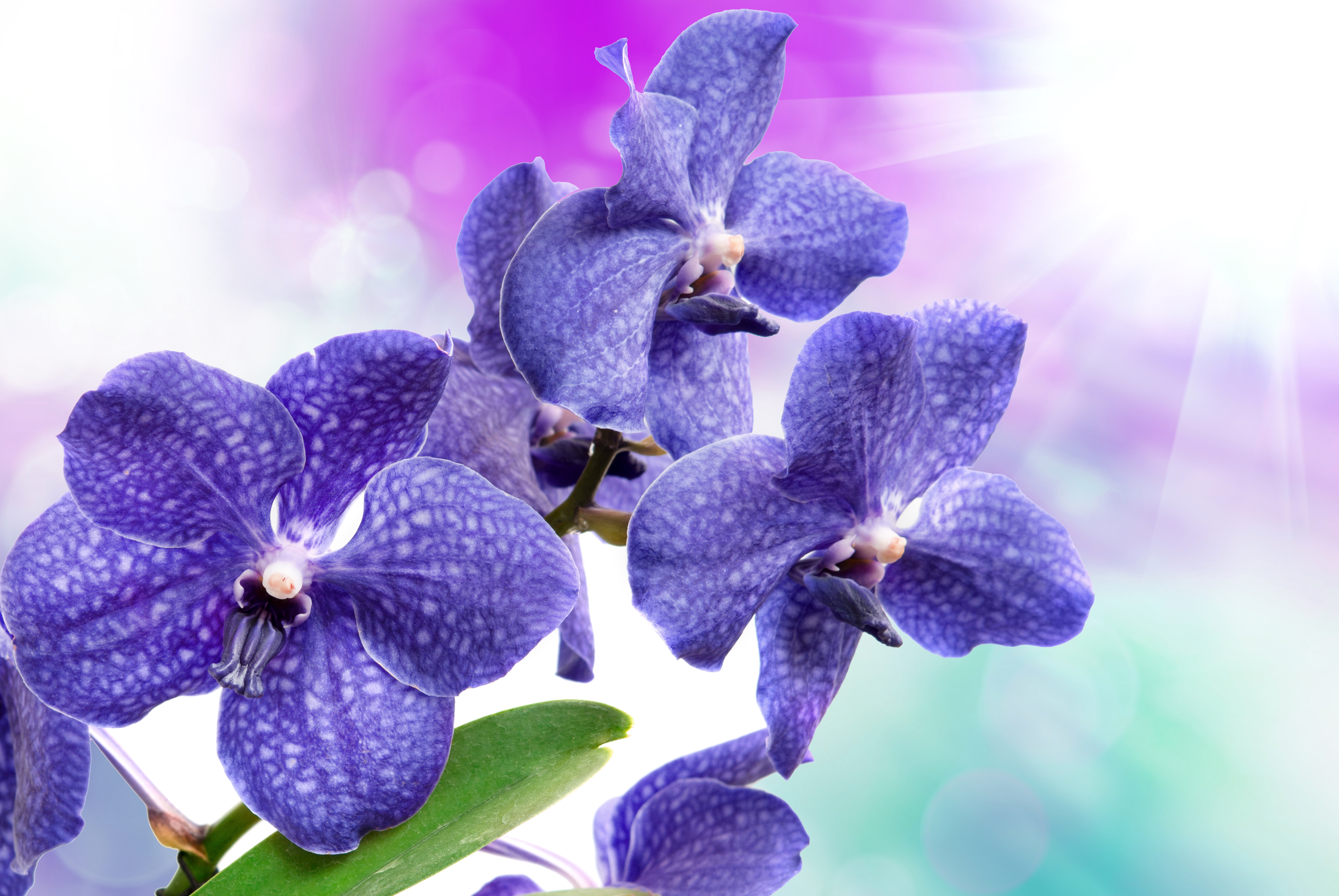 Орхидея фаленопсис синяя