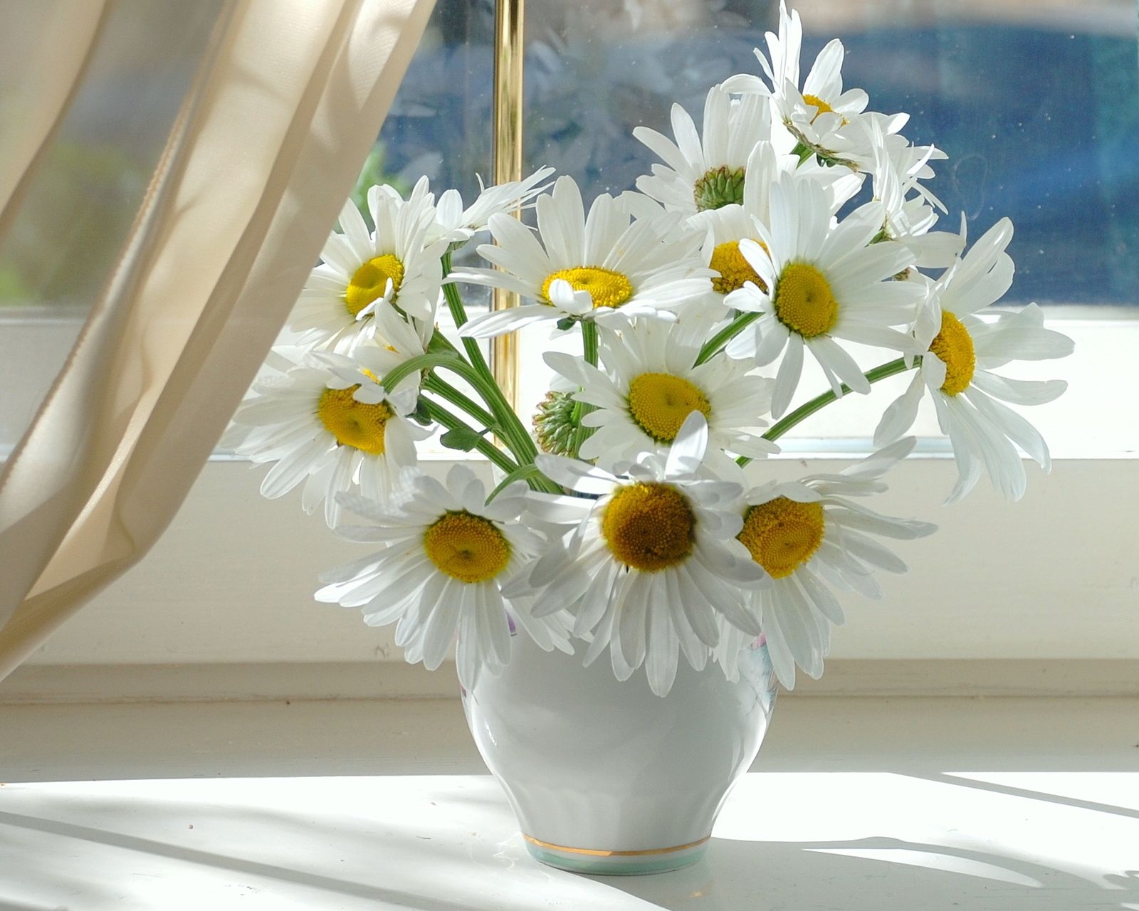 window sill, flowers, camomile, vase, windowsill, curtain HD wallpaper