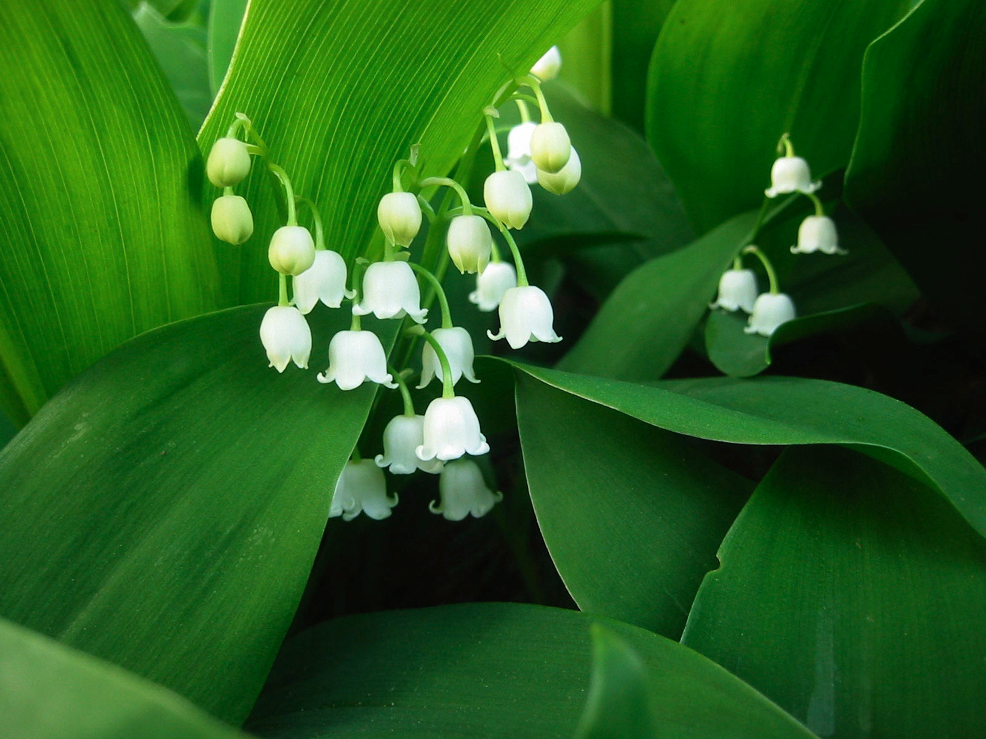green, lily of the valley, earth, flower, white flower, flowers Full HD