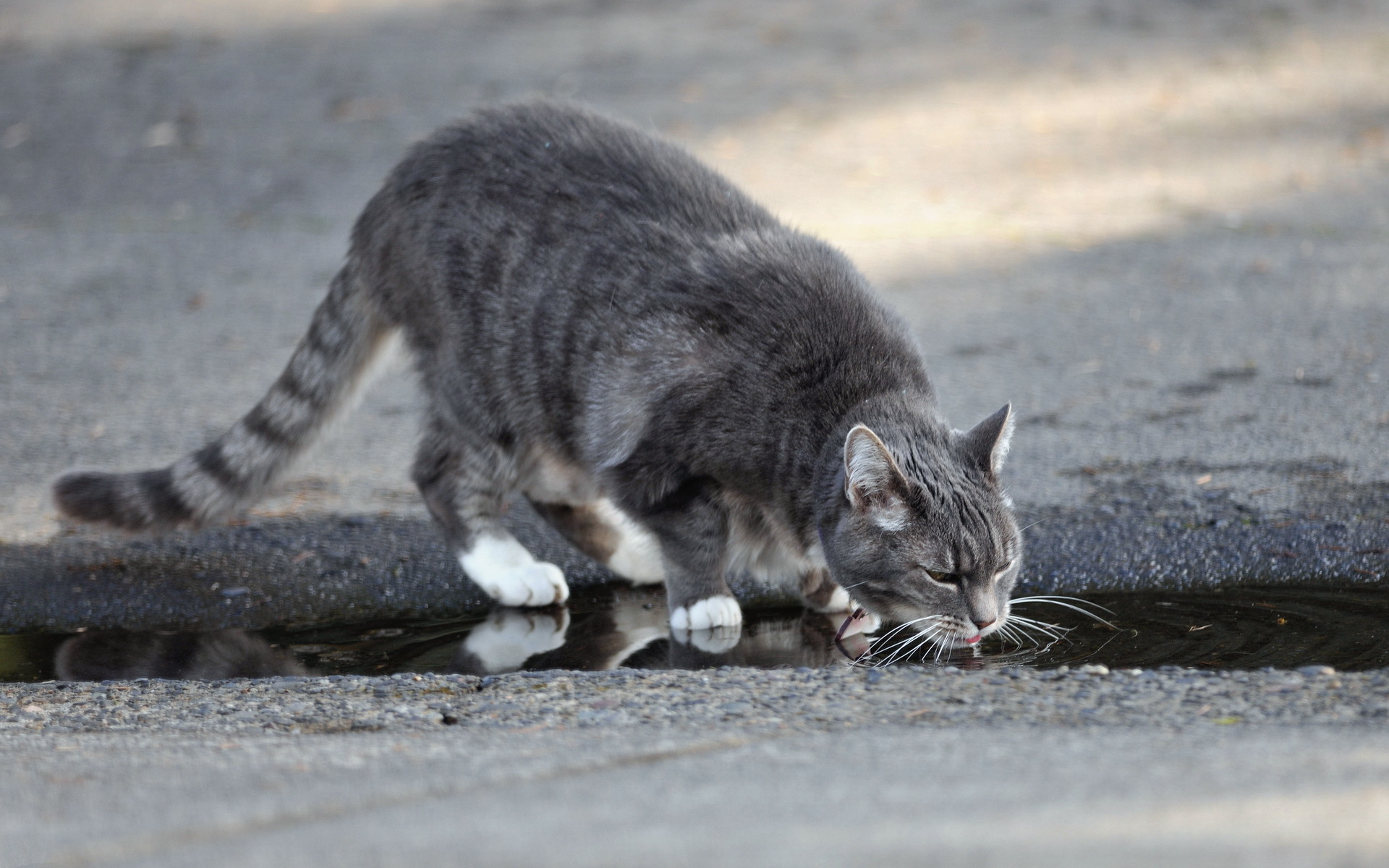 Подобрала кошку улицы. Уличные коты. Бездомные кошки. Дворовые кошки. Серый кот на улице.
