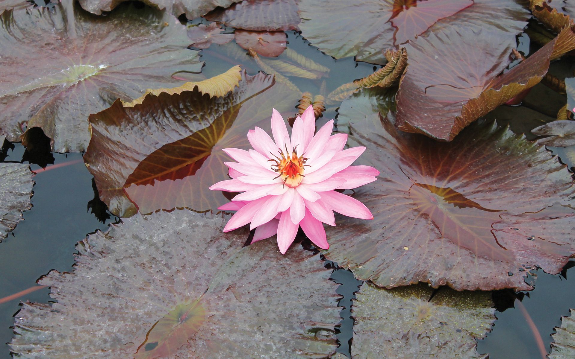 earth, water lily, flowers