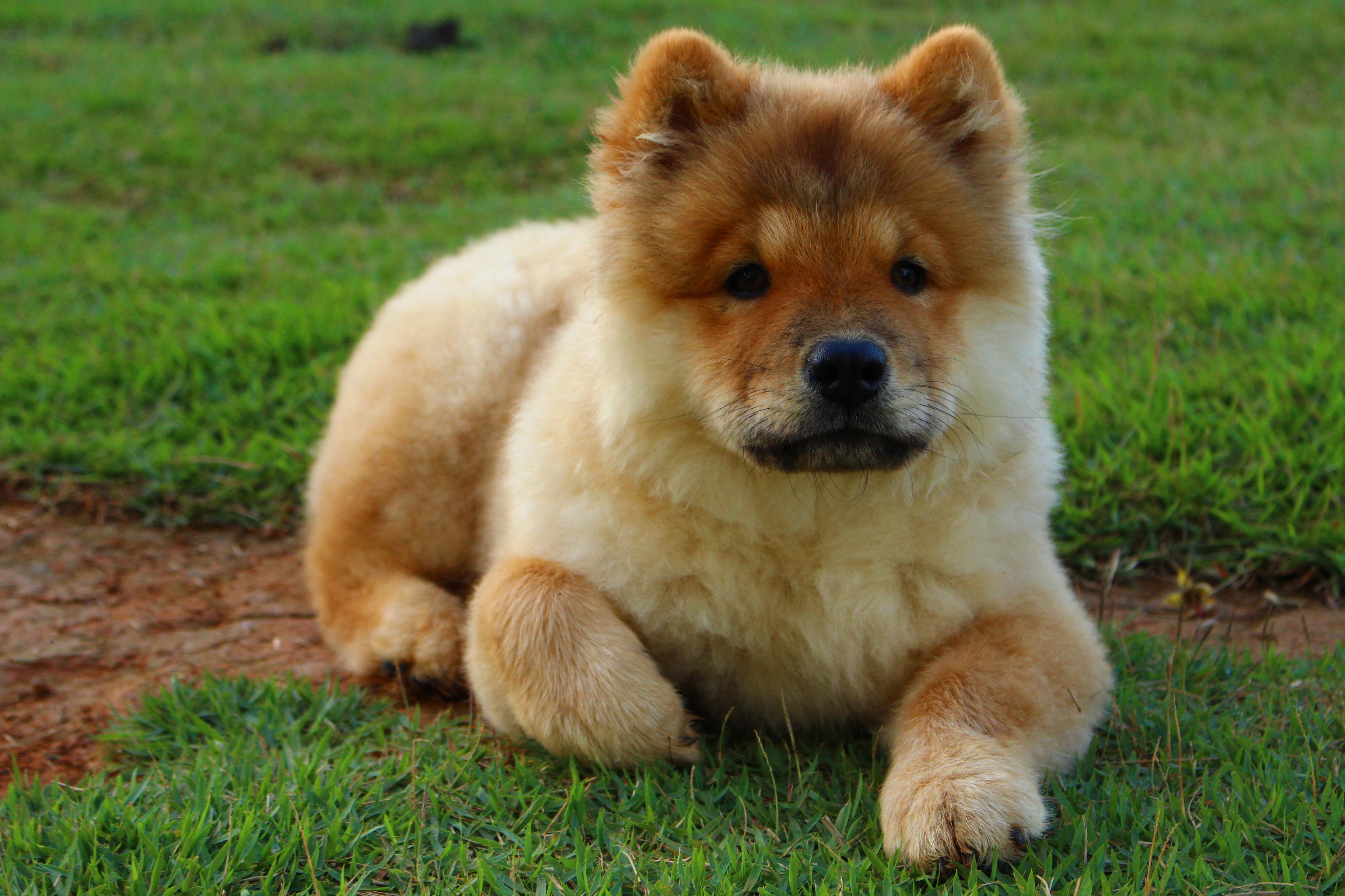 animal, chow chow, baby animal, dog, puppy, dogs Aesthetic wallpaper