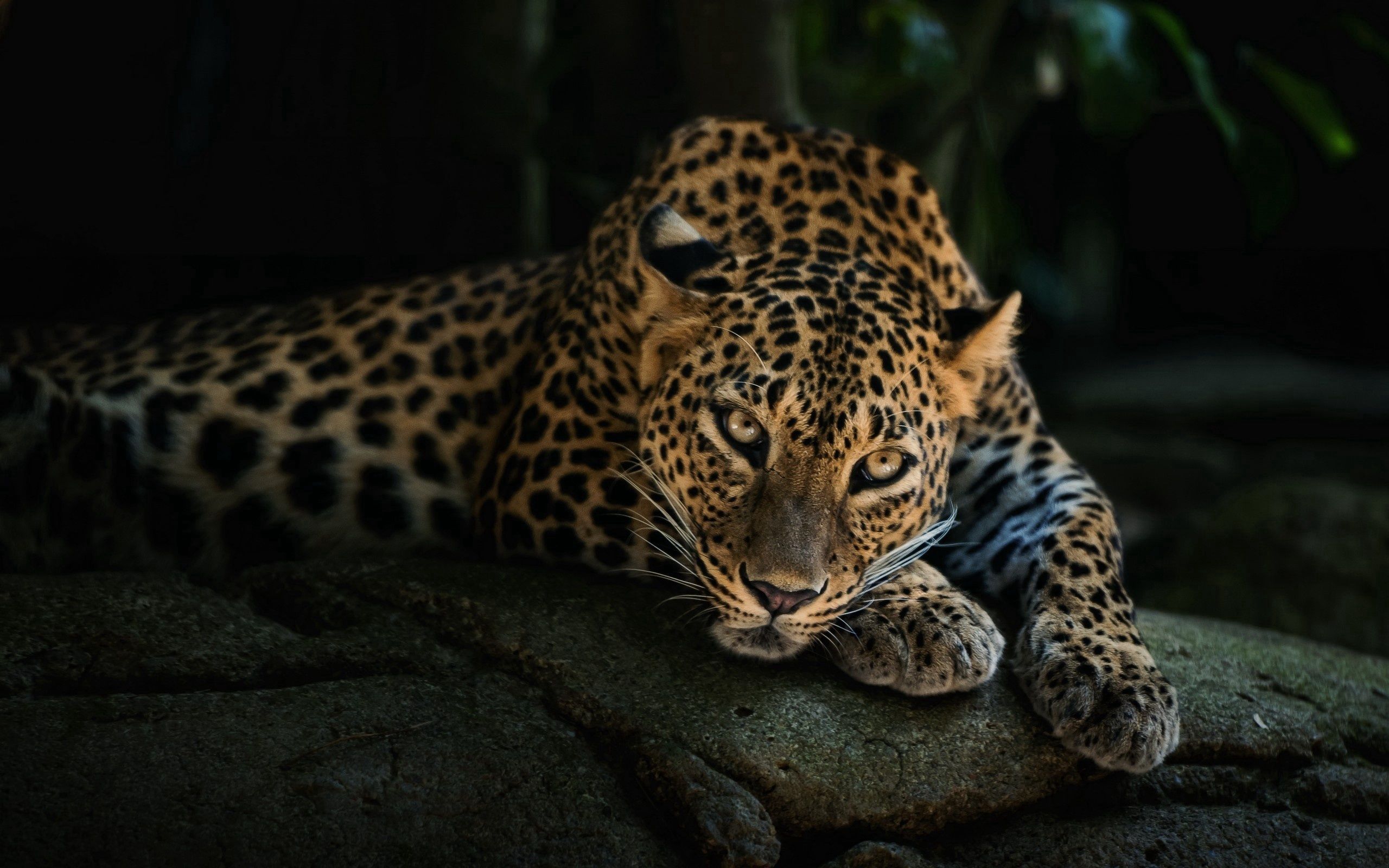 Download mobile wallpaper Rest, Leopard, Opinion, Stone, Rock, Relaxation, Predator, Sight, Animals for free.