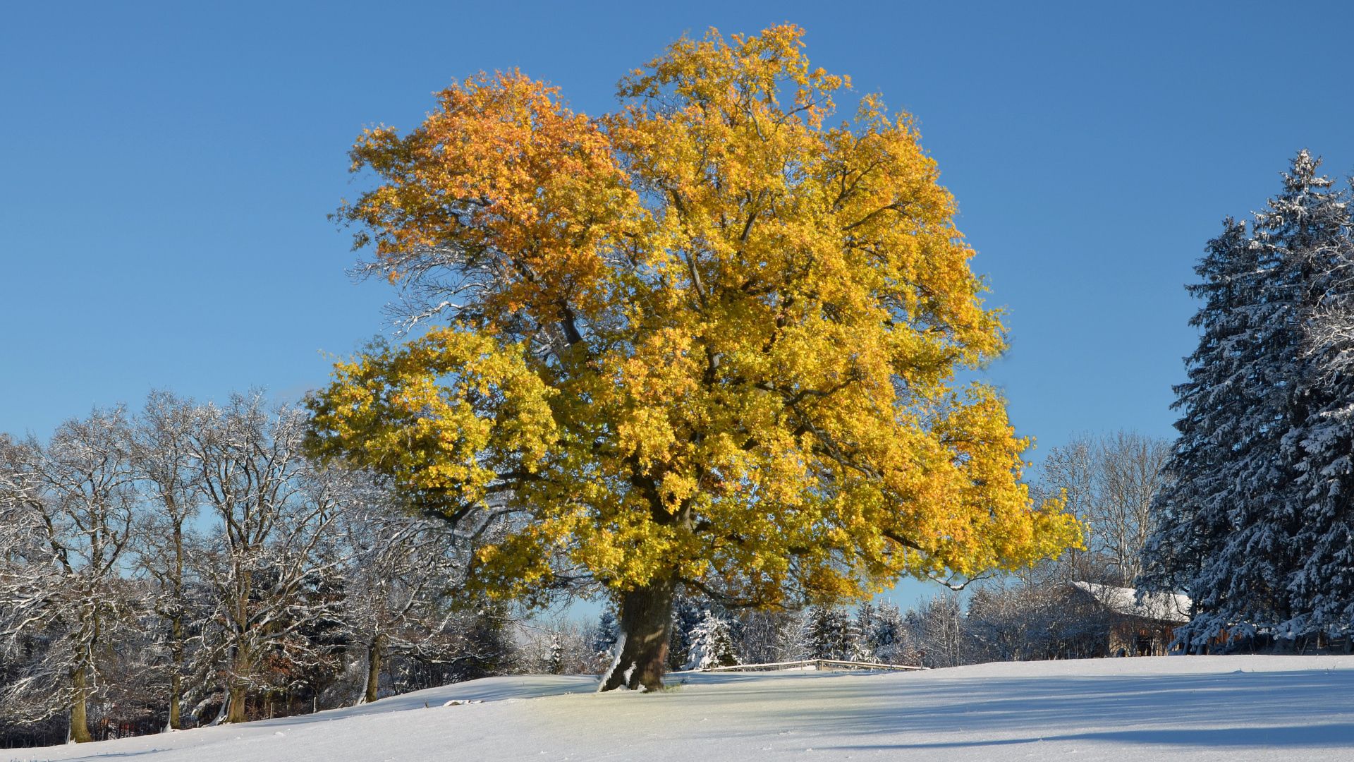 145355壁紙のダウンロード冬, 自然, 木, 葉, 雪, 黄, 木材, カバー, 覆う-スクリーンセーバーと写真を無料で