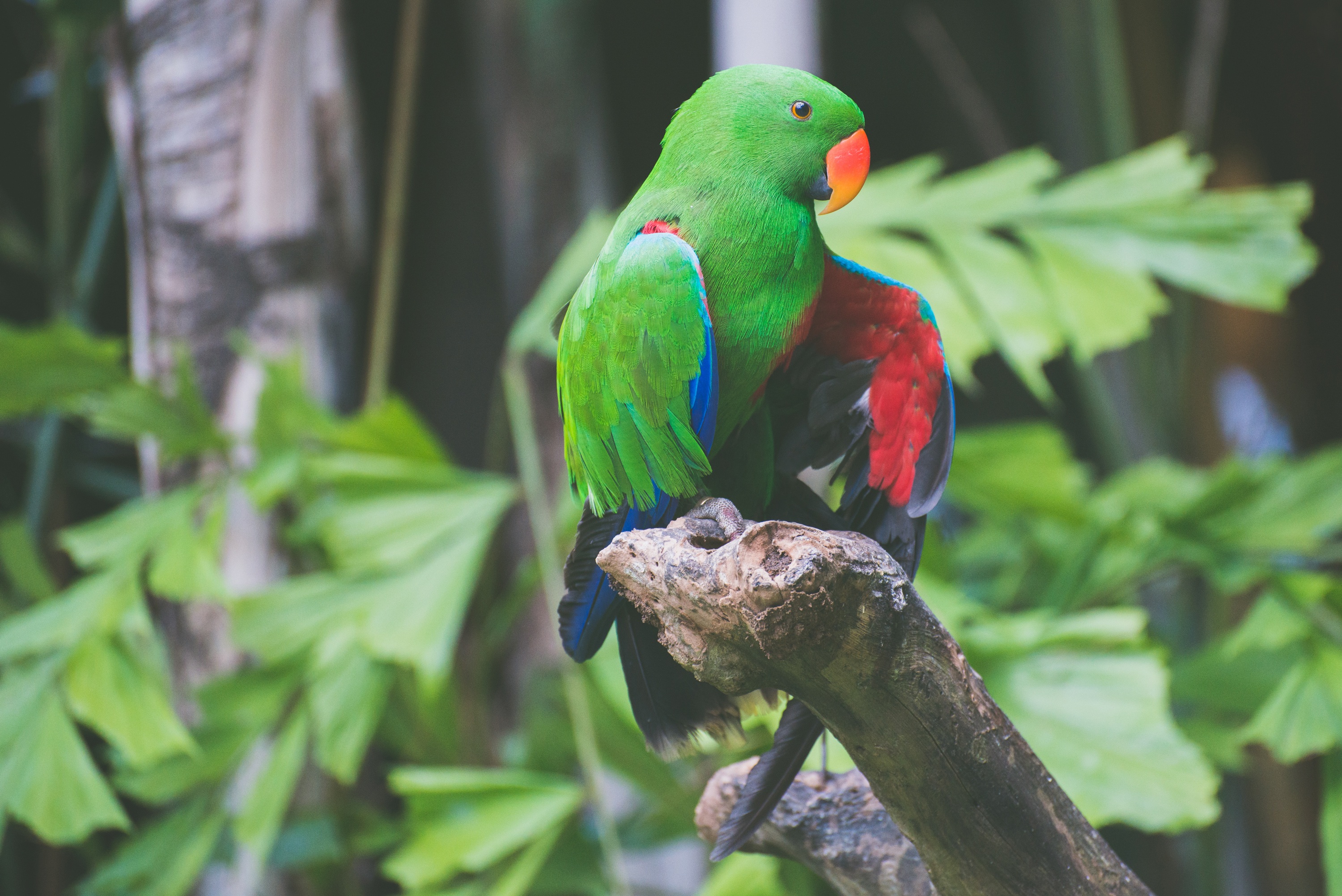 parrots, animals, bird, branch, is sitting, sits