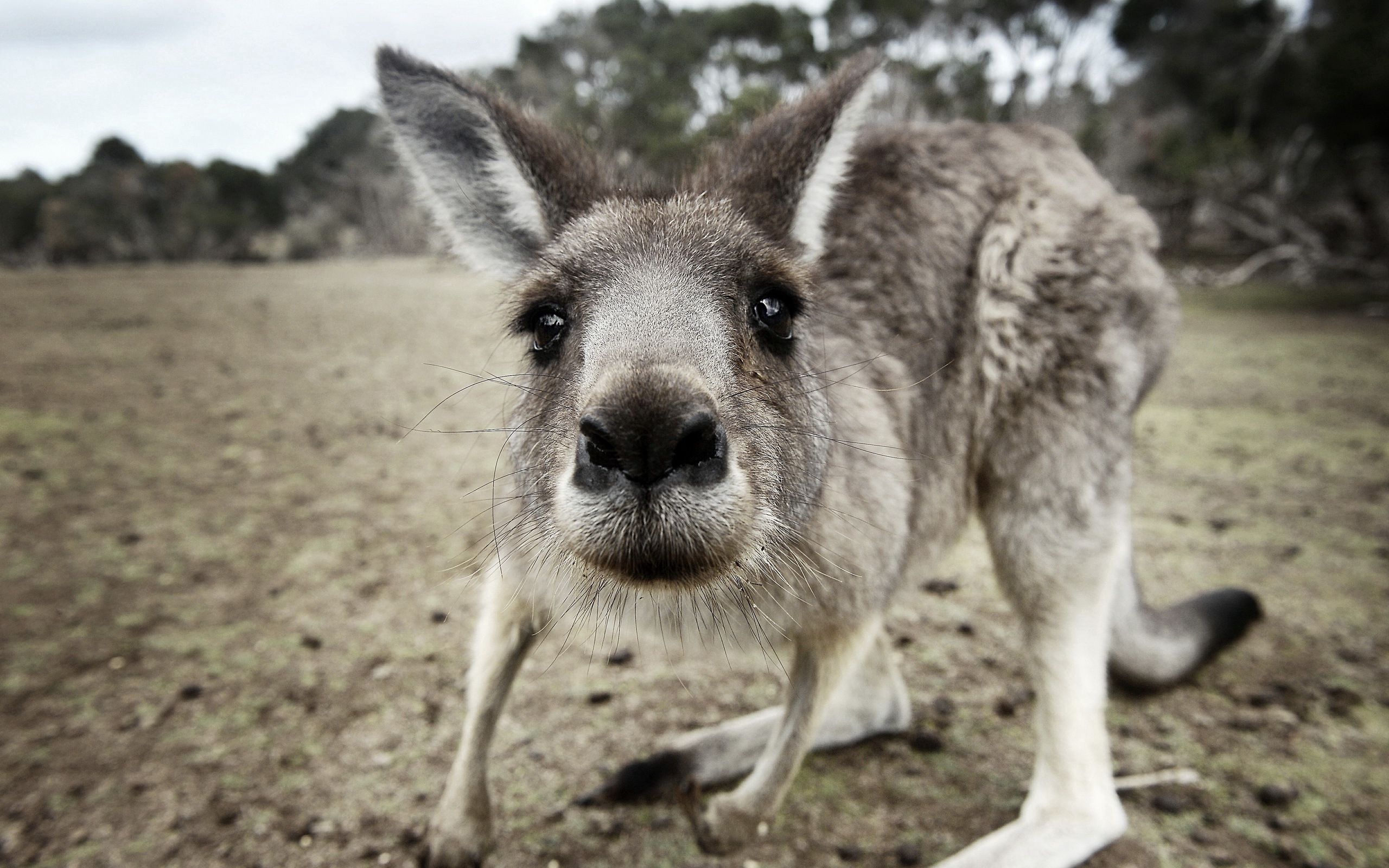 96212 Hintergrundbild herunterladen tiere, kangaroo, cool, nase, überraschung, erstaunen, neugierig - Bildschirmschoner und Bilder kostenlos