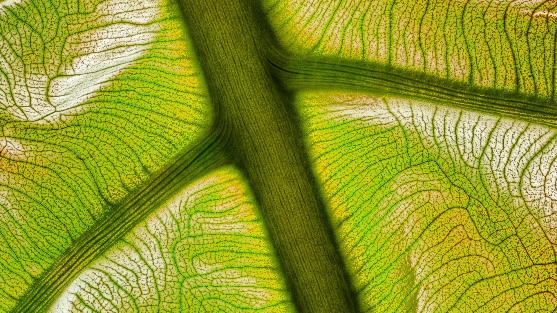 Рассмотрите электронные фотографии поверхности листьев растений как