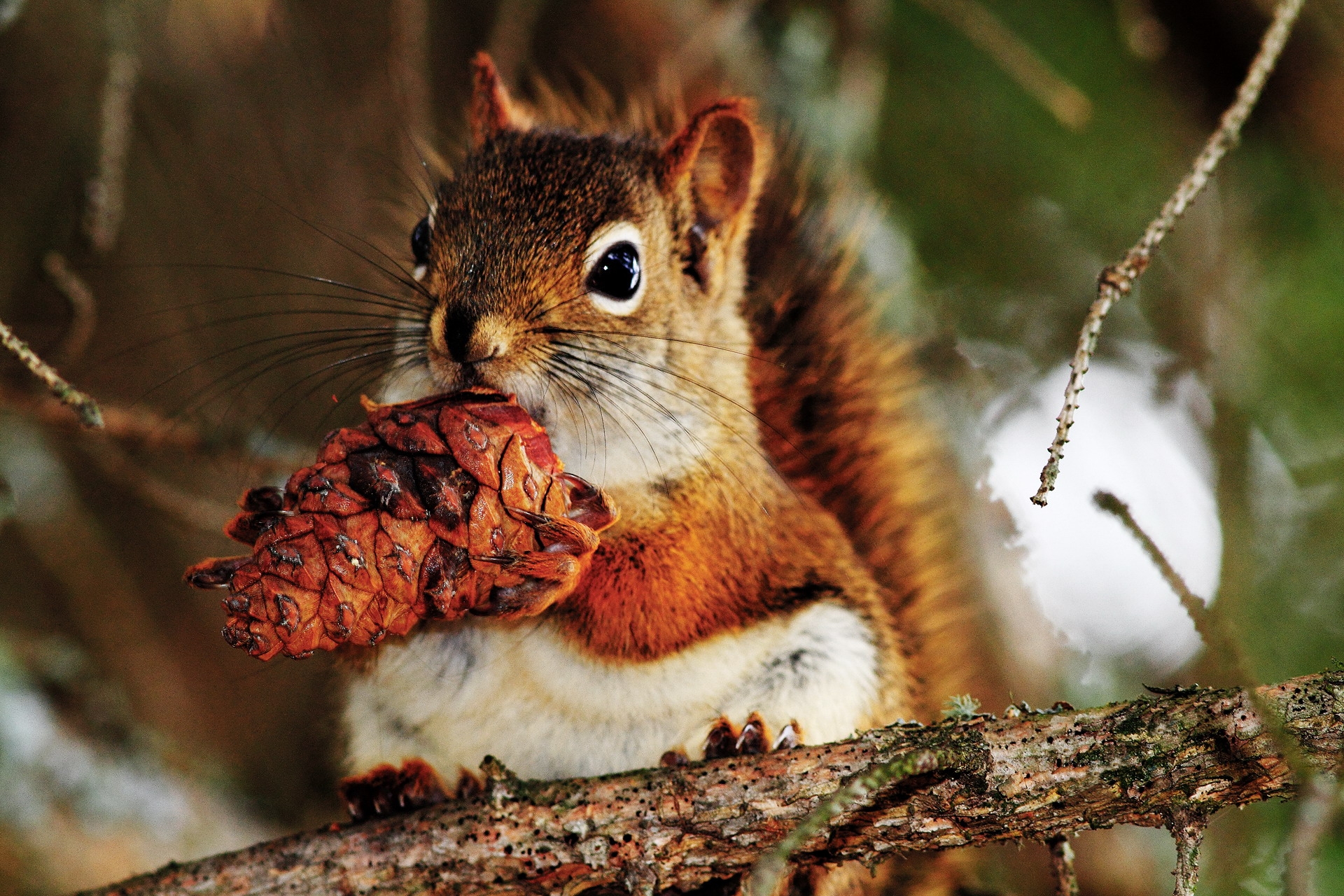 Laden Sie das Lebensmittel, Zweig, Kegel, Beule, Ast, Tiere, Eichhörnchen-Bild kostenlos auf Ihren PC-Desktop herunter