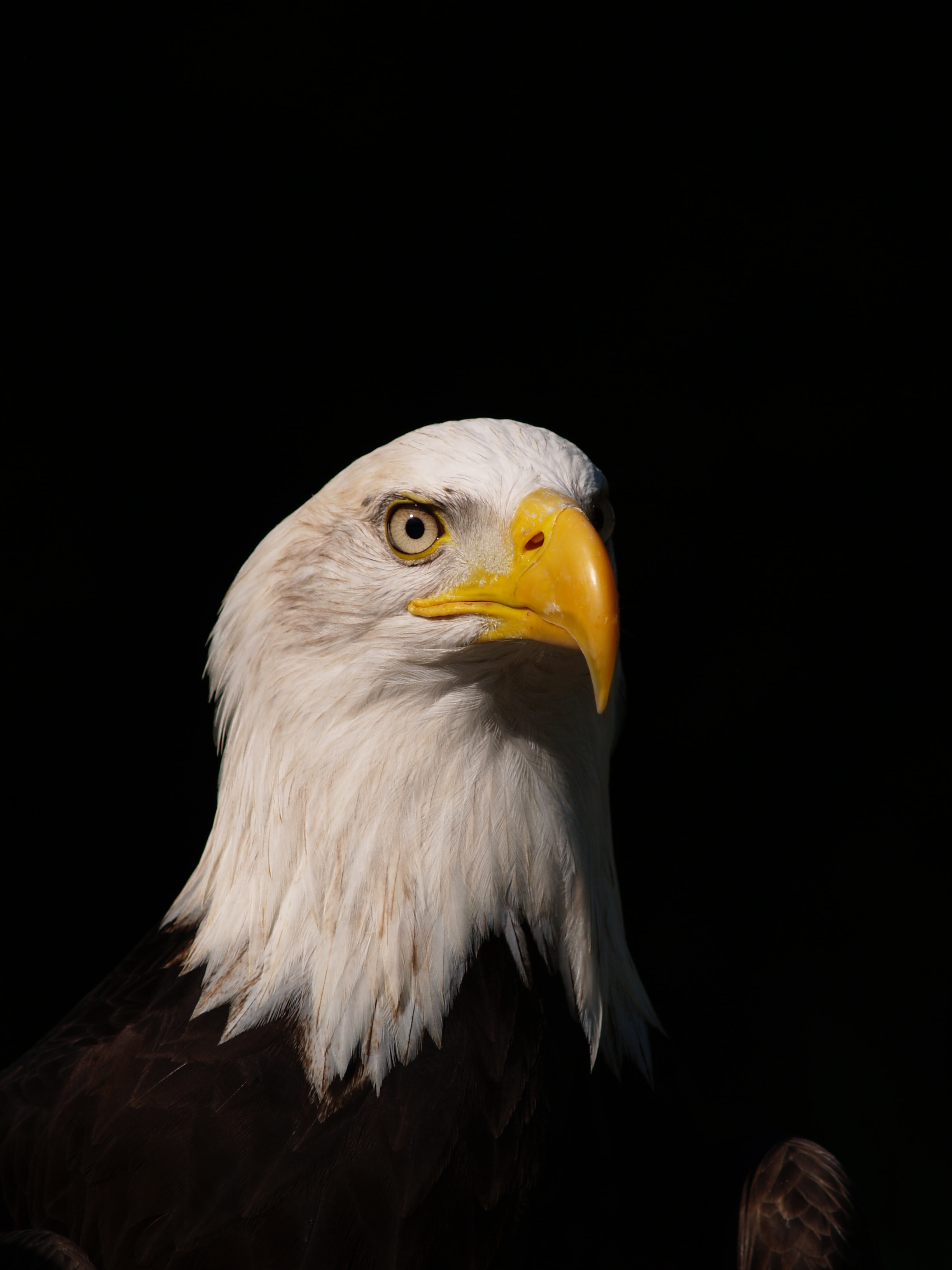 predator, eagle, animals, bird, sight, opinion