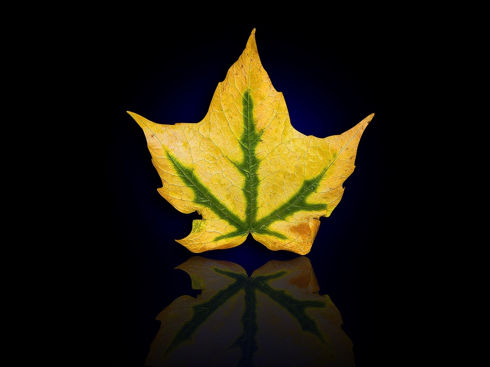 Laden Sie das Pflanzen, Blätter, Hintergrund-Bild kostenlos auf Ihren PC-Desktop herunter