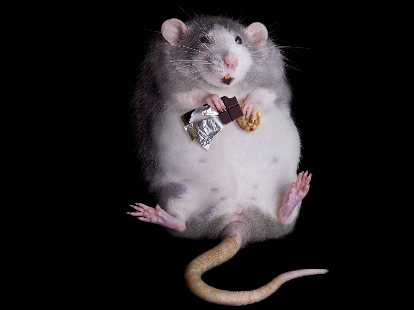 245051 скачать обои крыса, мышь, животное, юмор - заставки и картинки бесплатно