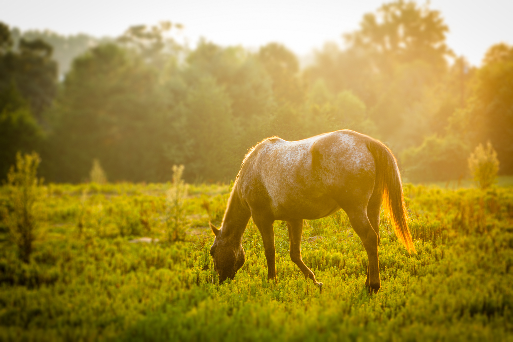 Лошадь в траве